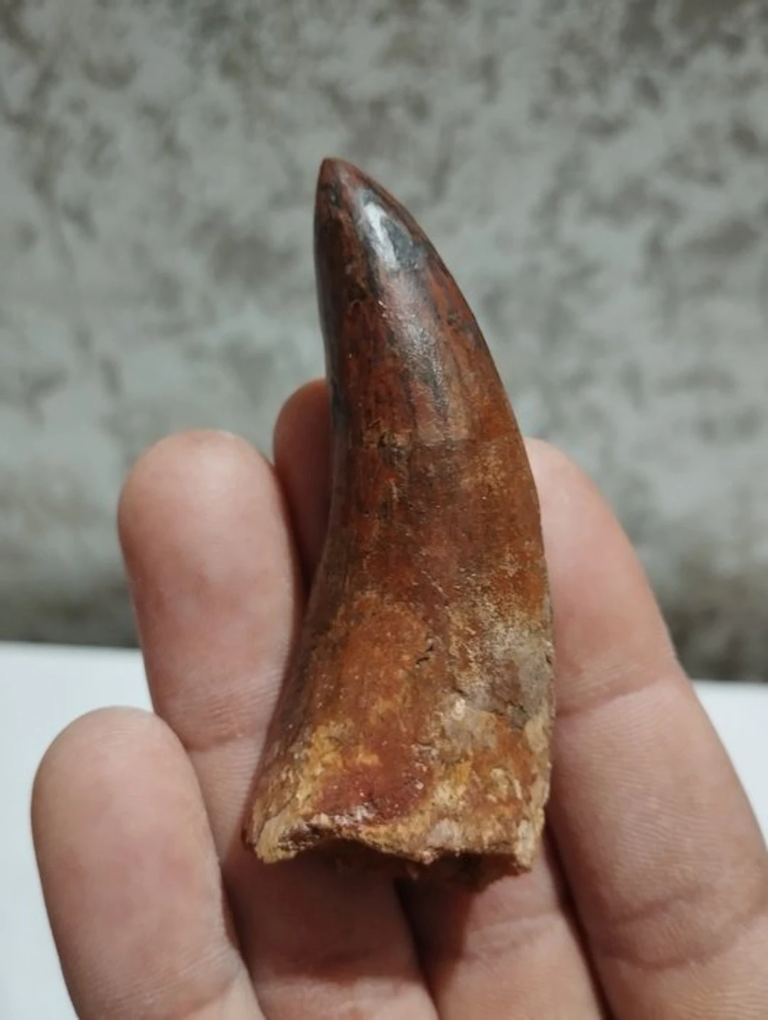 Carcharodontosaur - Fossilised animal - 7.5 cm - 2.5 cm