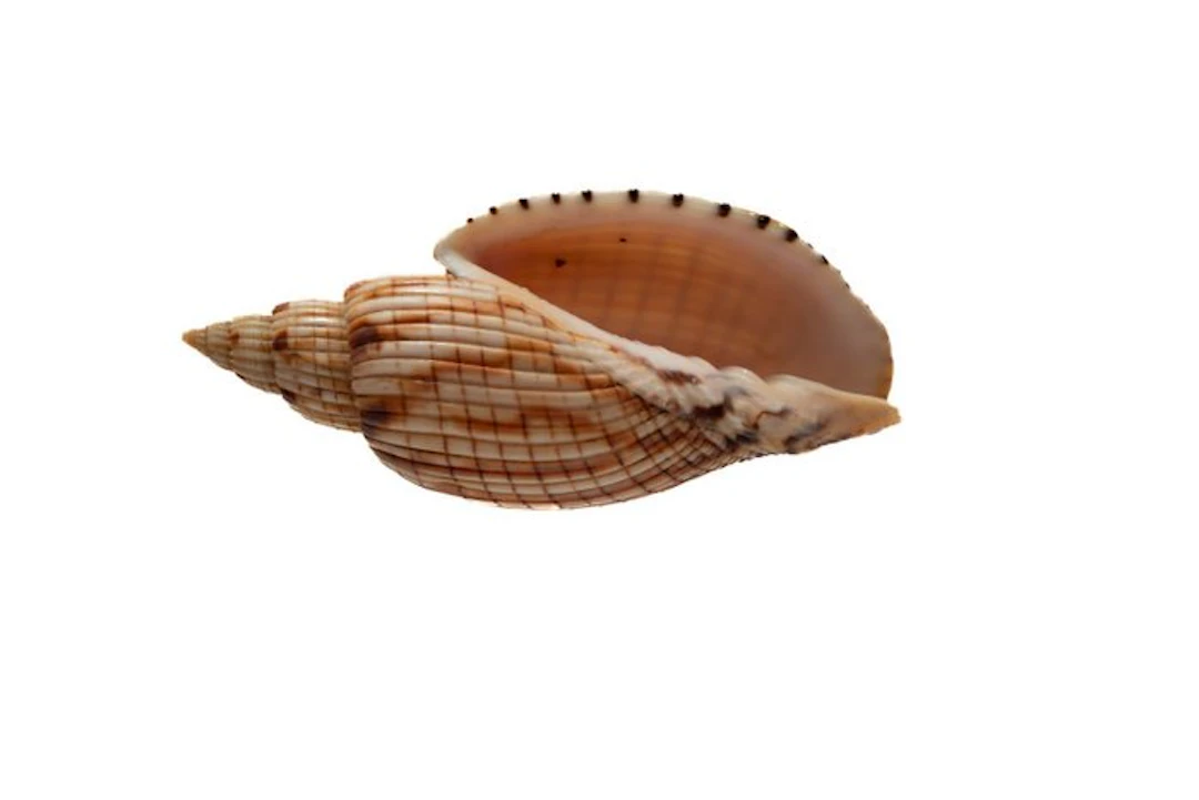 Lyria kurodai 112mm GIANT SIZE - GEM Quality - Nha Trang...
