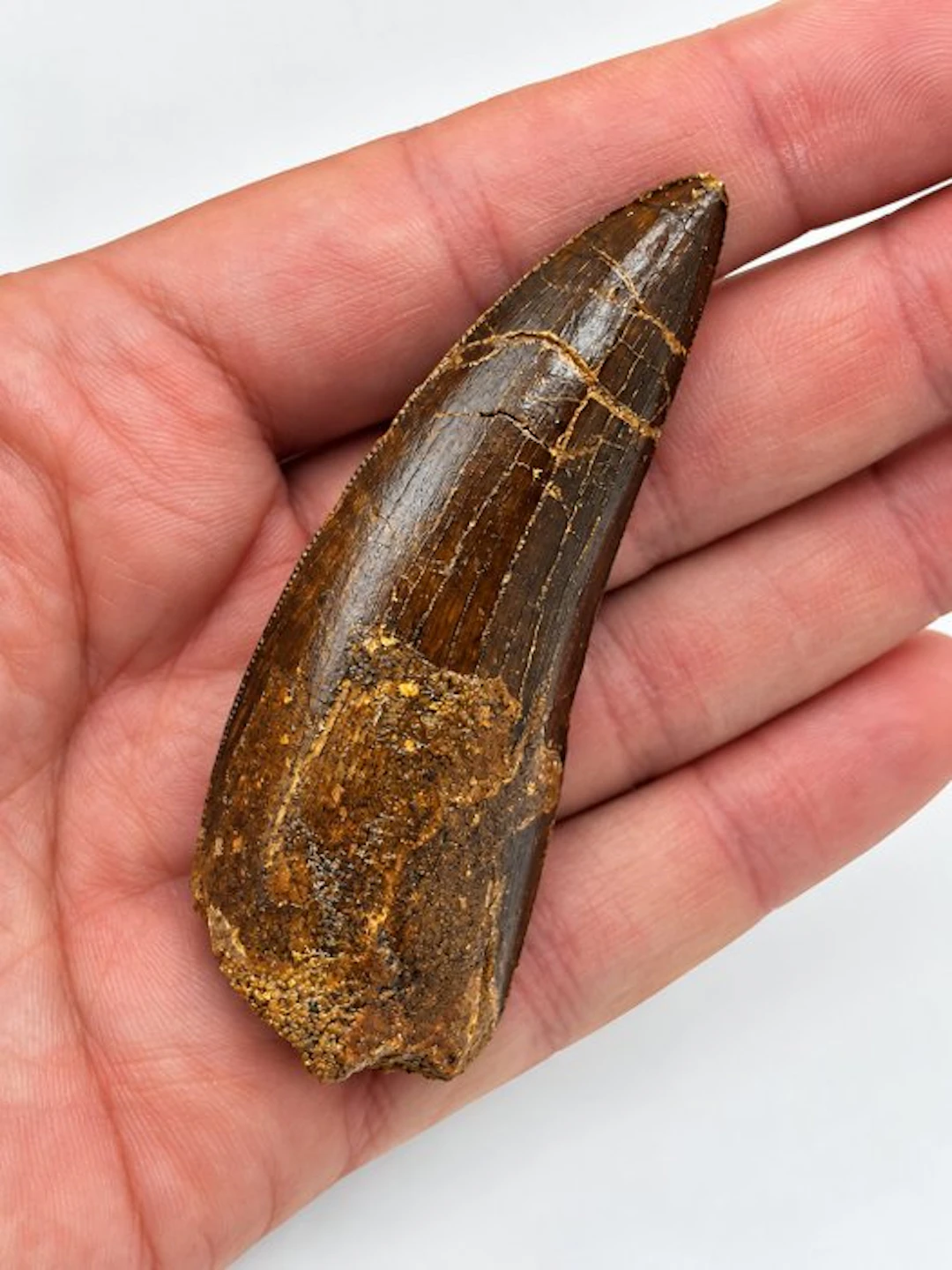 Carcharodontosaur - Fossil tooth - Carcharodontosaurus - 6.5 cm