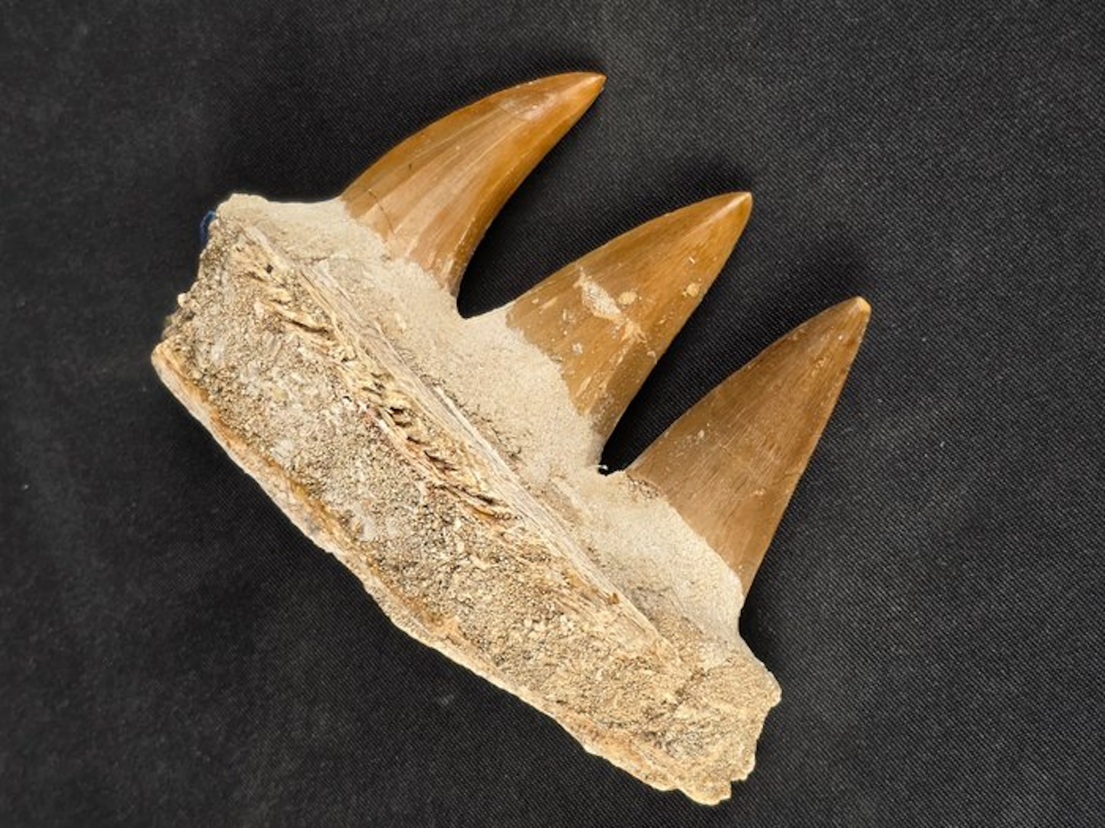 Mosasaur - Fossil tooth - Mosasaur jaw from Morocco (No reserve price)