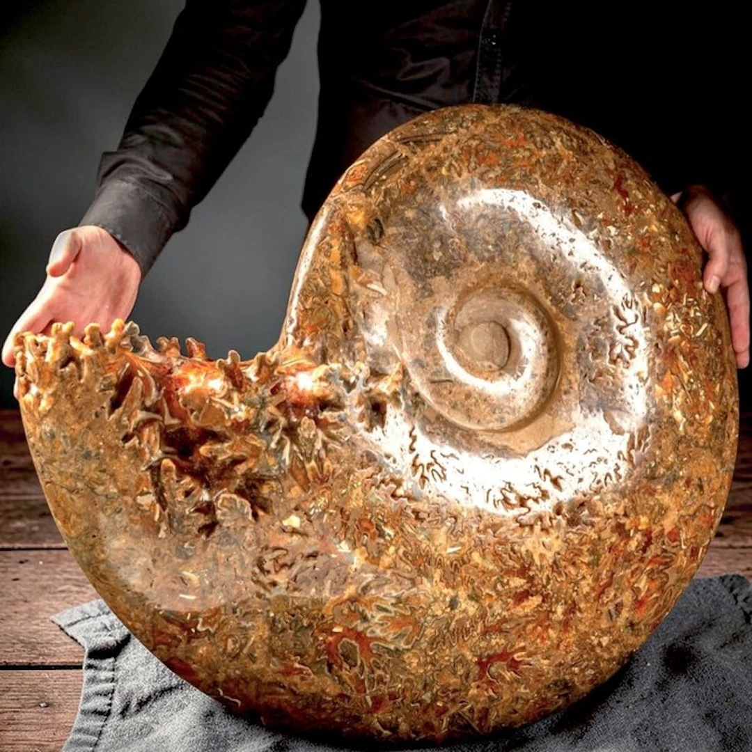 Massive Cretaceous Phylloceras Ammonite Showing Rich...