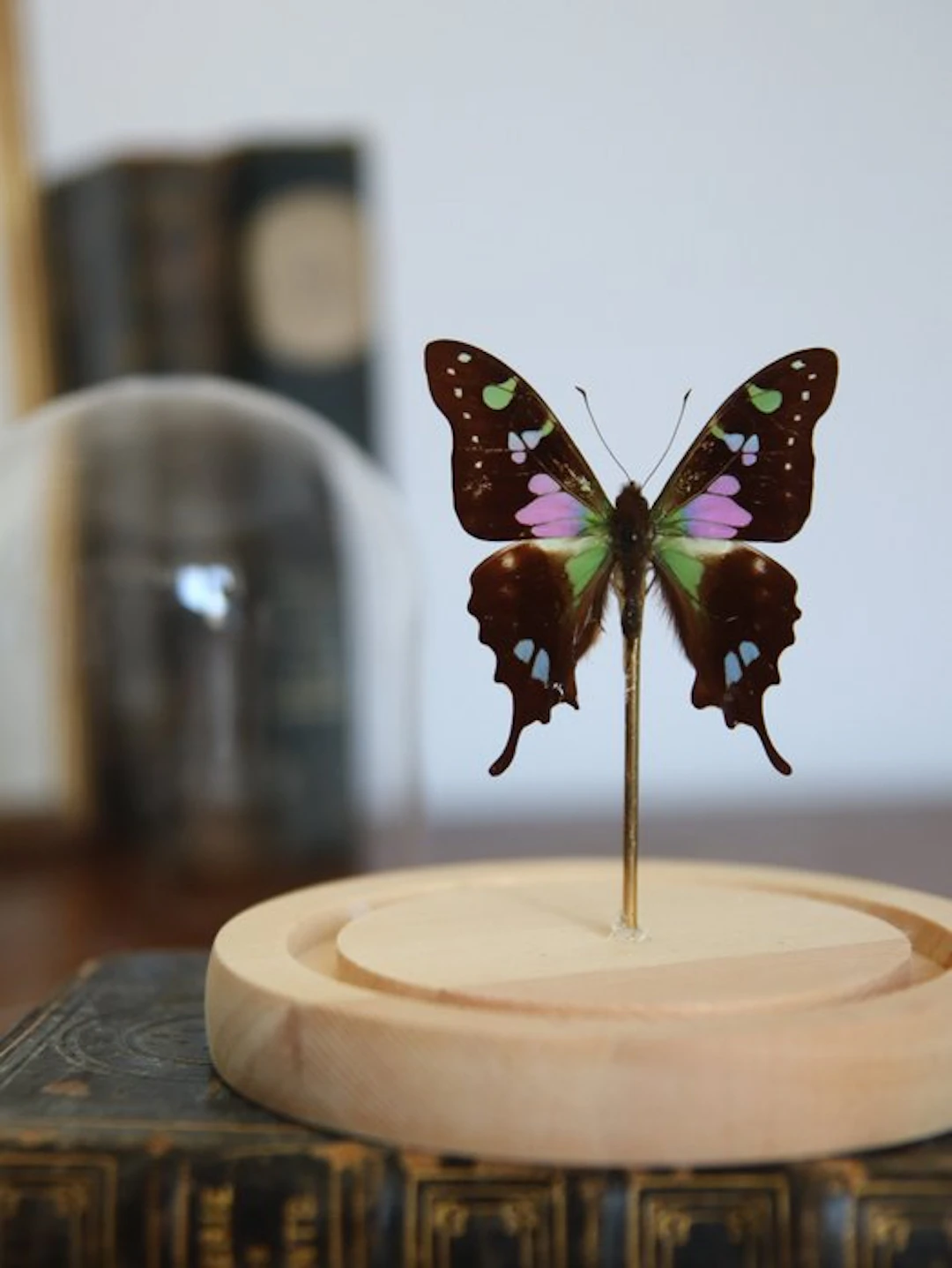 Butterfly Taxidermy full body mount - Graphuim weiskei –...