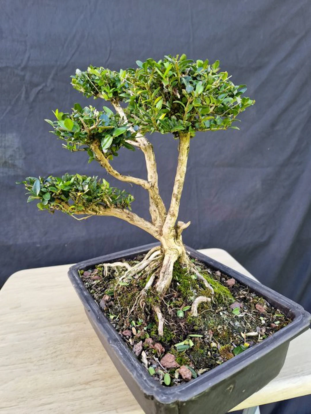 honeysuckle - Height (Tree): 27 cm - Depth (Tree): 33 cm - France