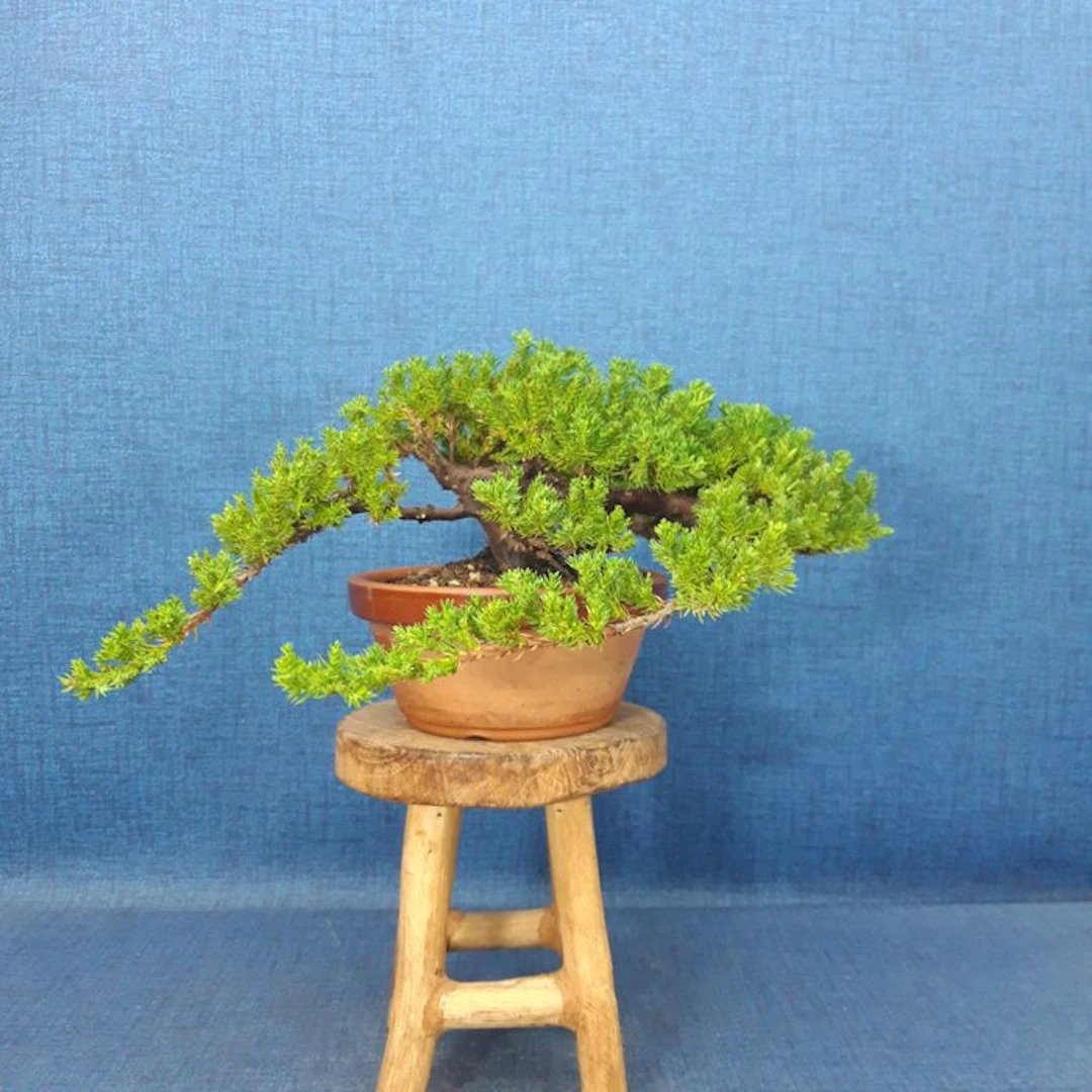 Juniper bonsai (Juniperus) - Height (Tree): 11 cm - Depth (Tree): 37 cm - Spain