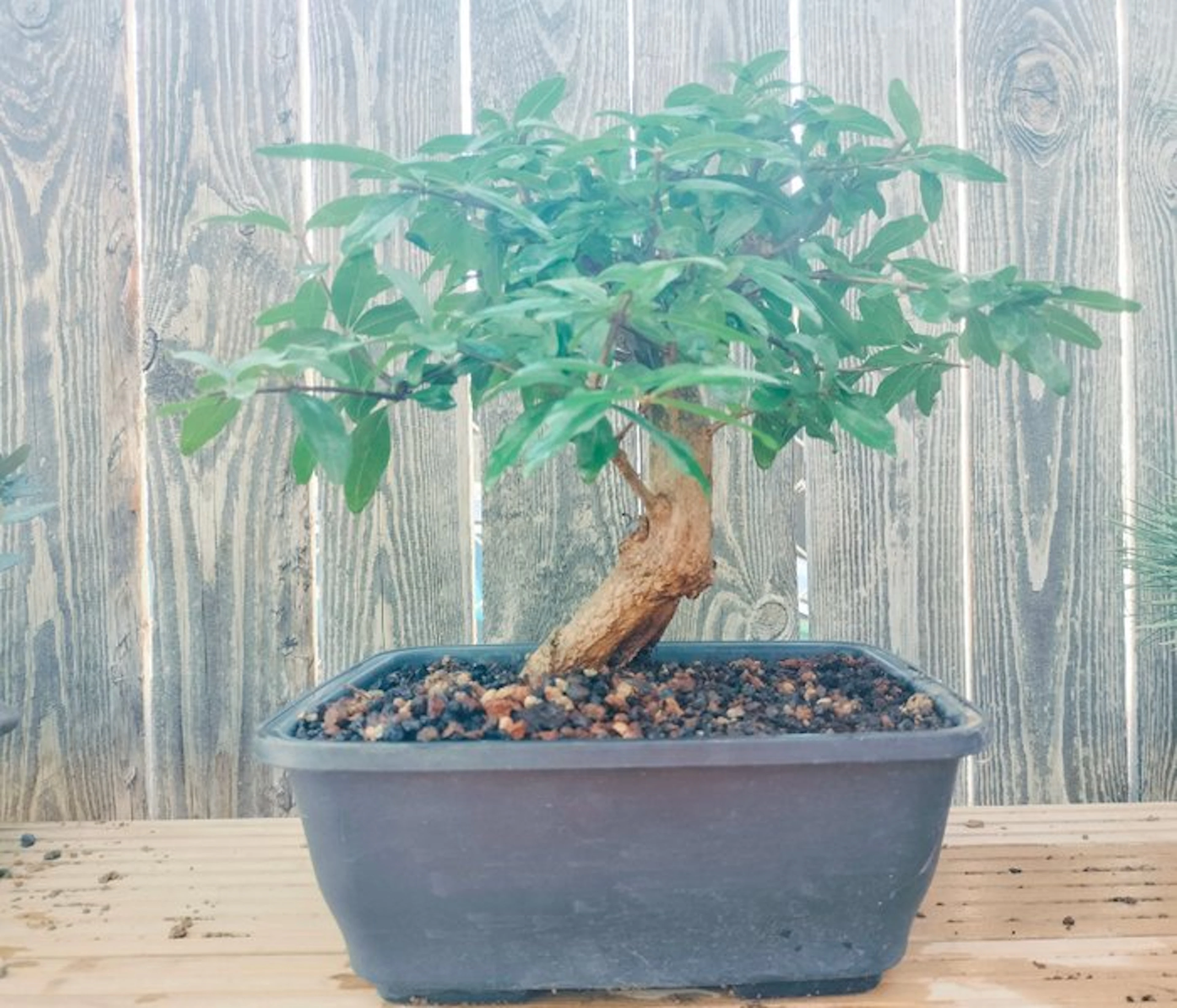 Dwarf pomegranate bonsai (Punica granatum) - Height...