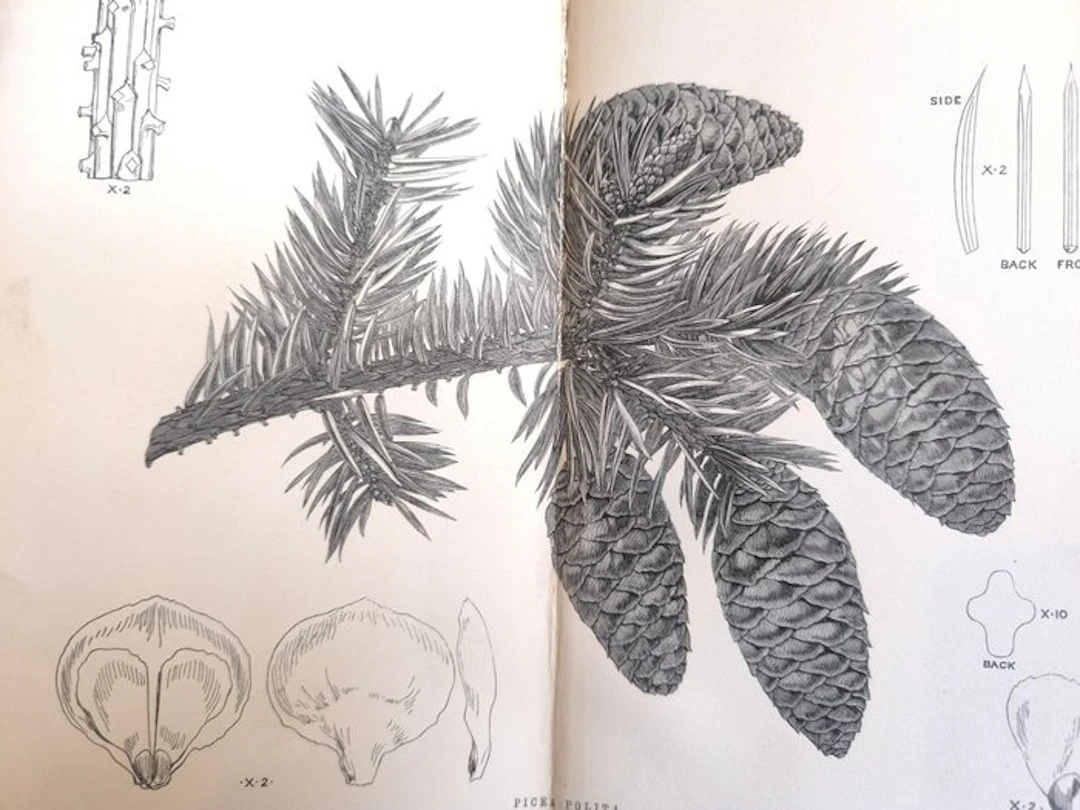 Charles Darwin