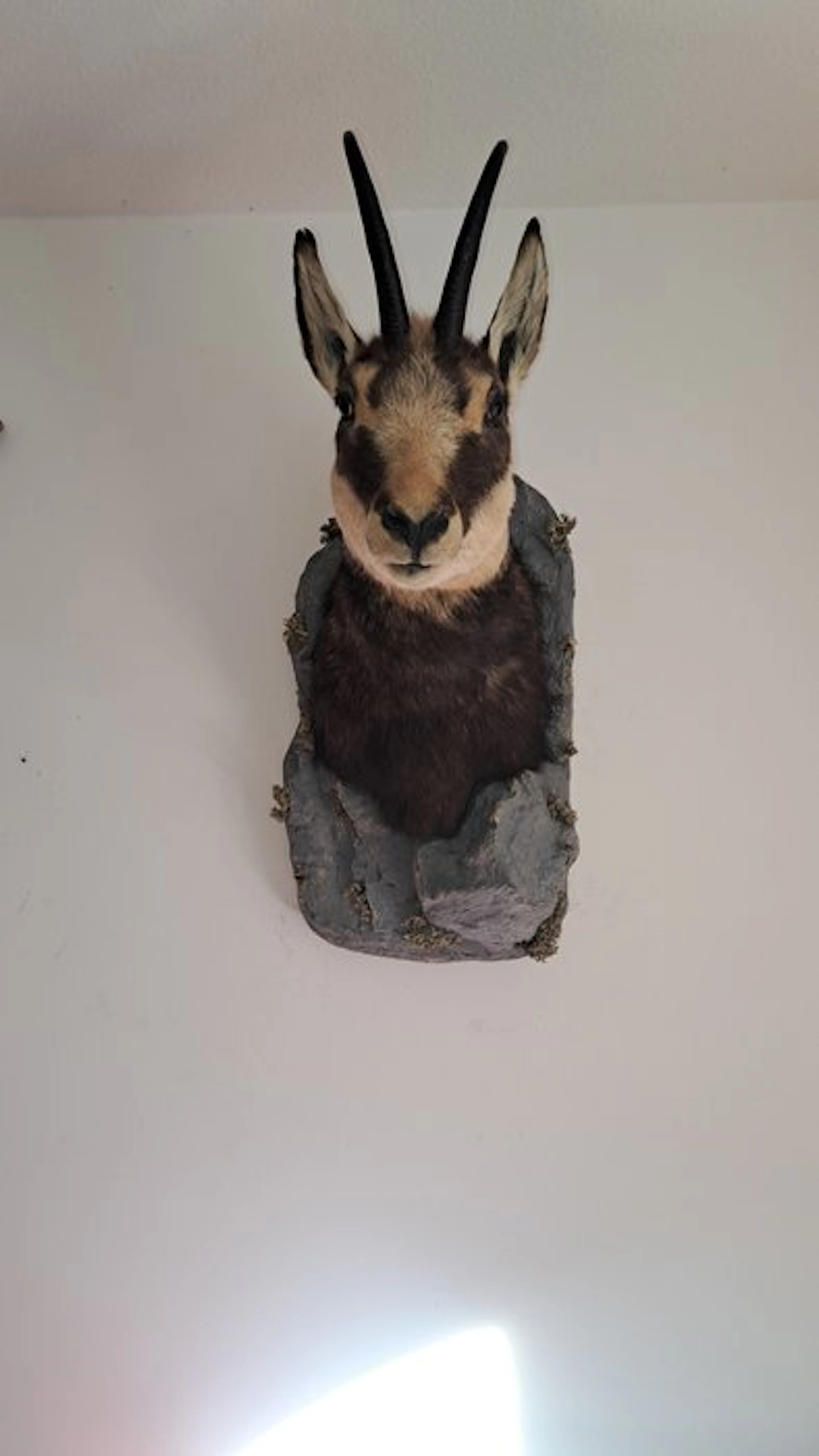 Chamois Taxidermy full body mount - Gams Chamois - 60 cm...