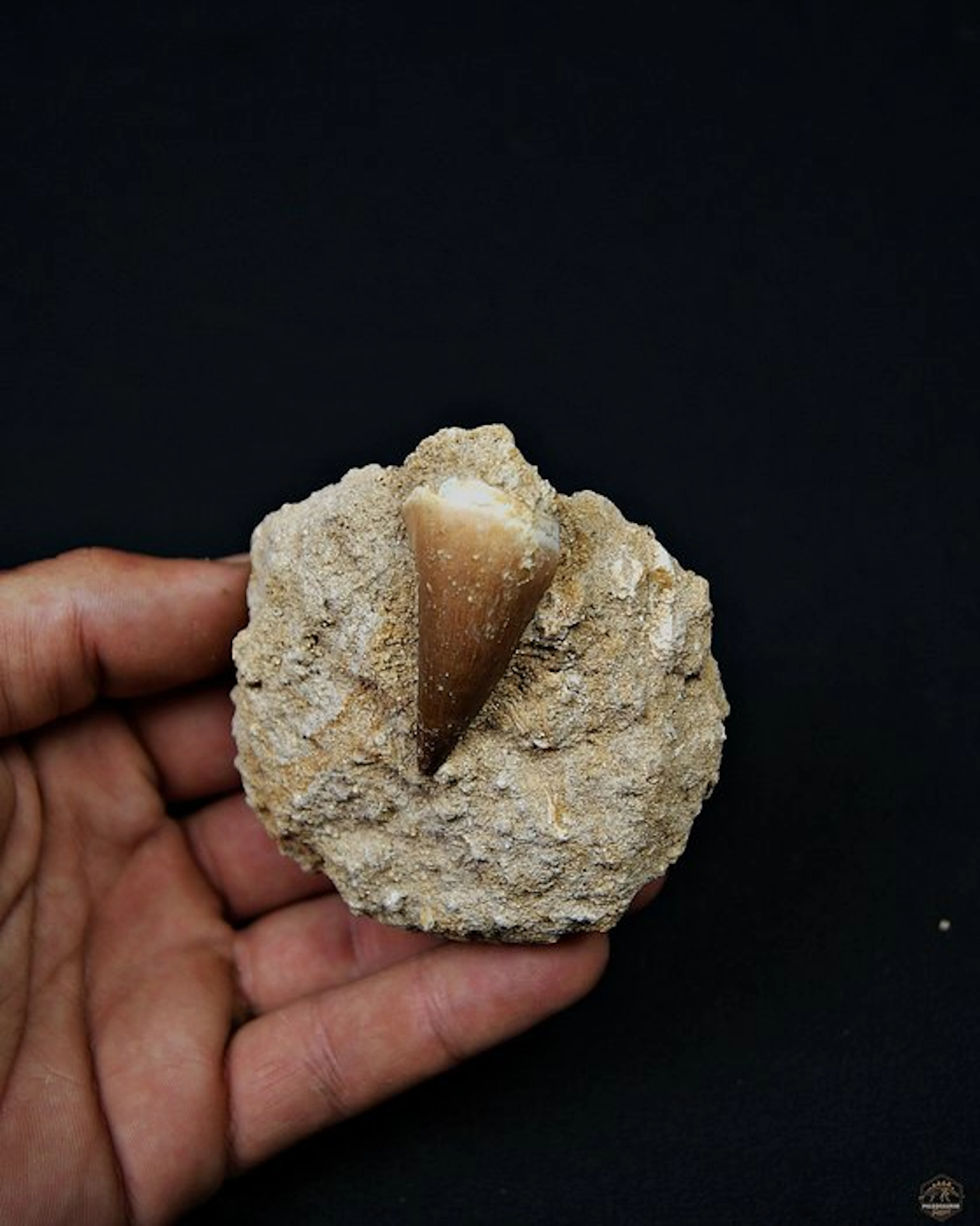 Mosasaur - Fossil tooth - Mosasaurus Thalassotitan atrox (No reserve price)