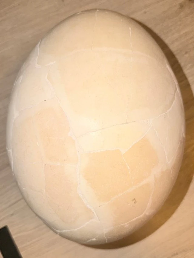 Elephant Bird Egg - Aepyornis - 24 cm - 24 cm - 31 cm - (1)
