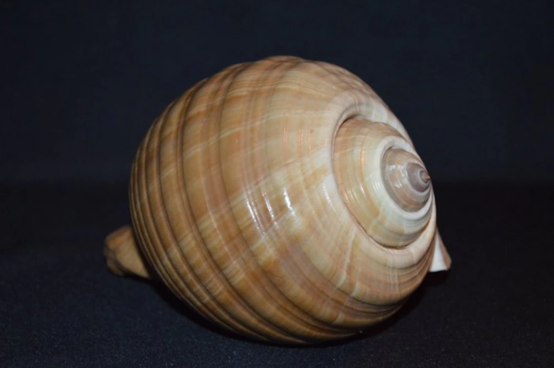 Sea Snail Sea shell - S-601 TONNA AMPULLACEA (No reserve price)