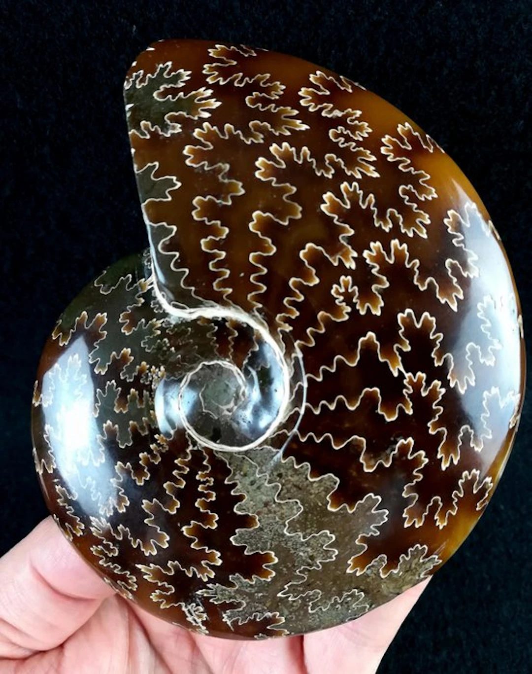 Ammonite - Fossilised animal - Aioloceras (Cleoniceras)...