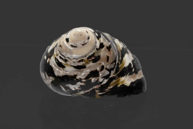 Cittarium pica (Turbo) - Magpie Stand Shell - Exceptional...
