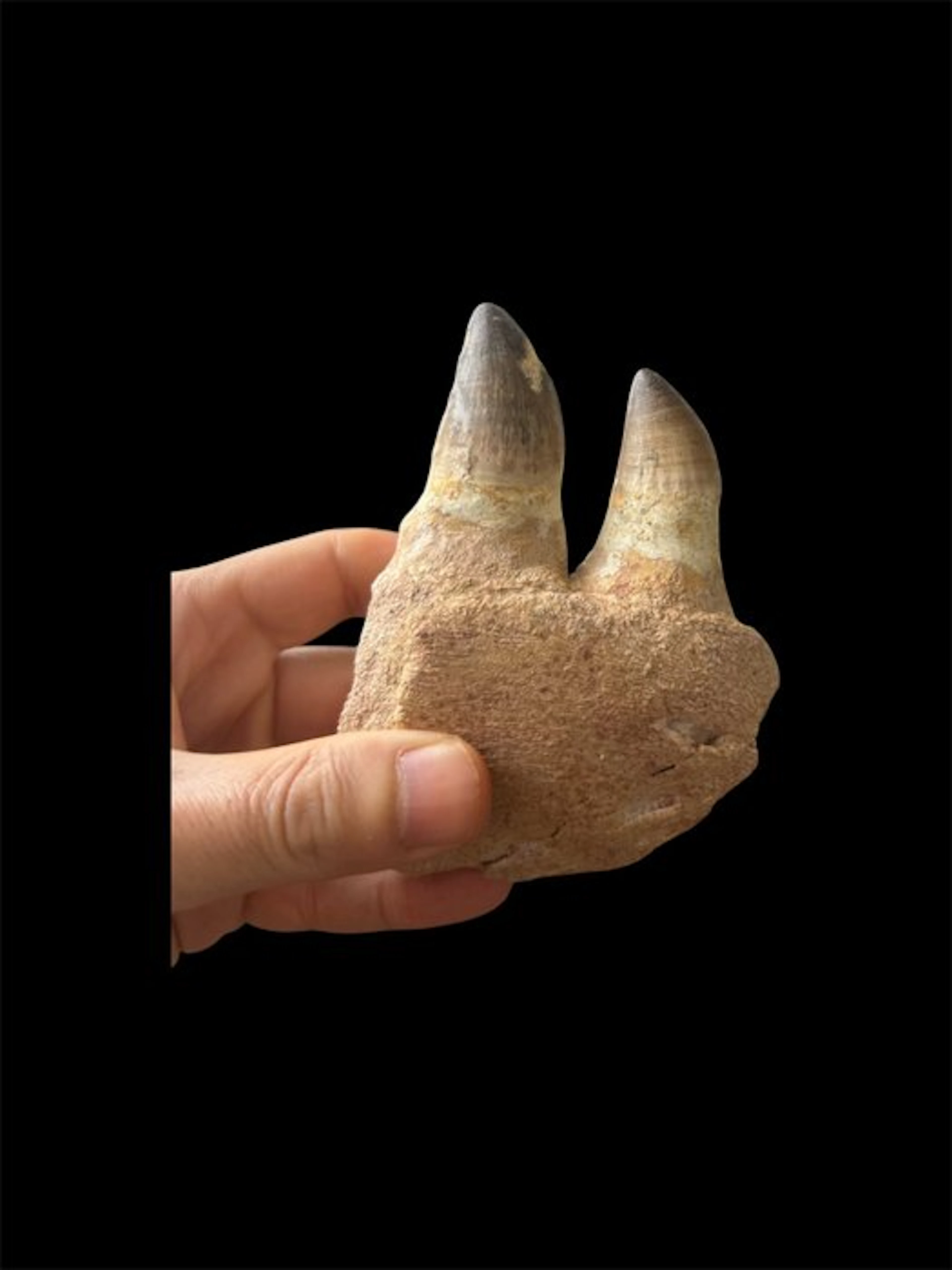 Mosasaur - Fossil tooth - 11 cm - 8 cm (No reserve price)