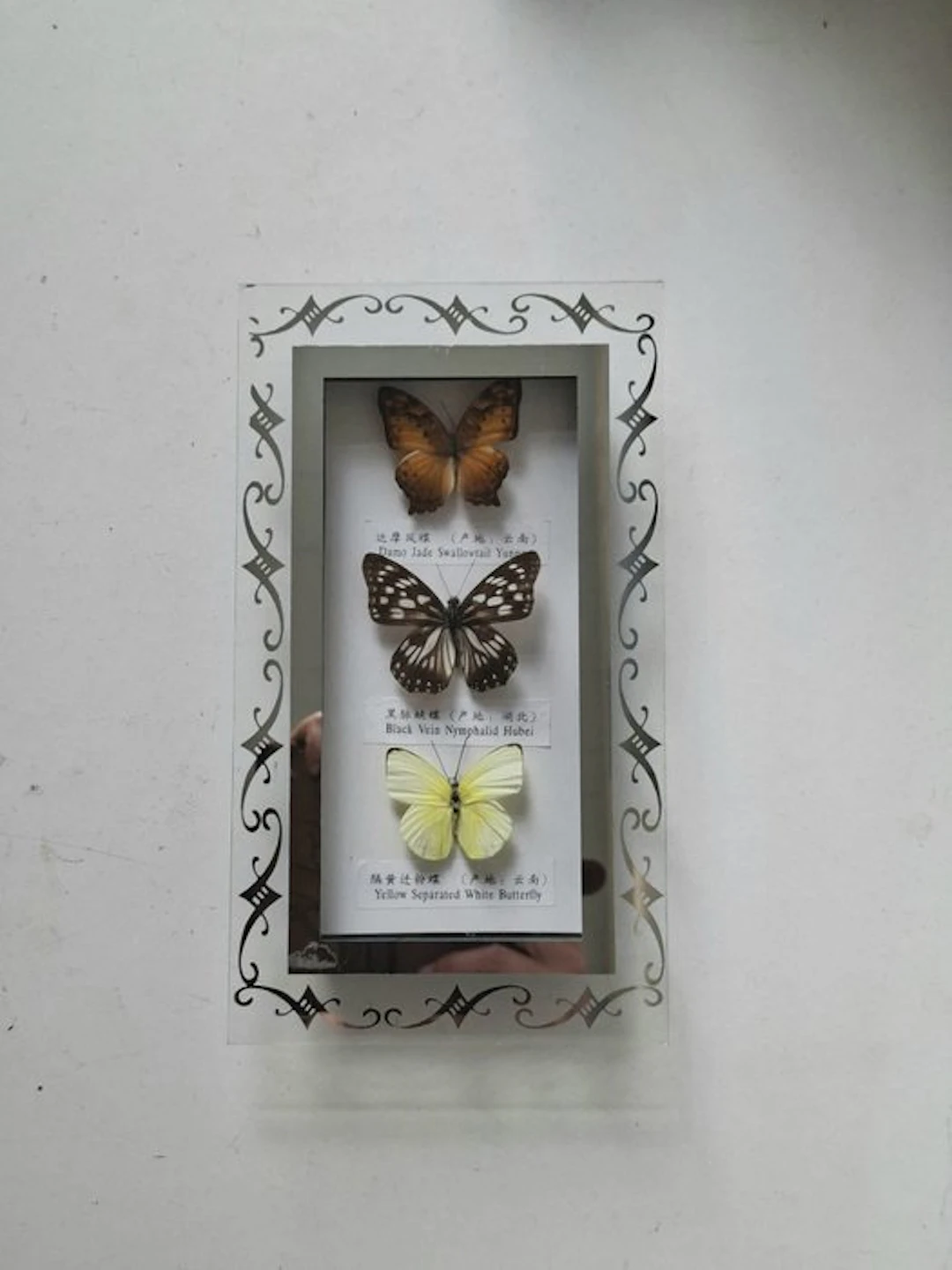 Butterfly Taxidermy full body mount - Nymphalid Hubei...