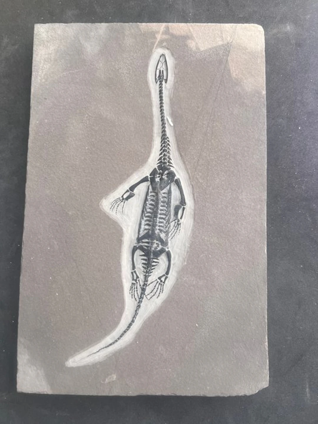 REPLY - Fossilised animal - Keichousaurus - 27 cm - 17.3 cm (No reserve price)