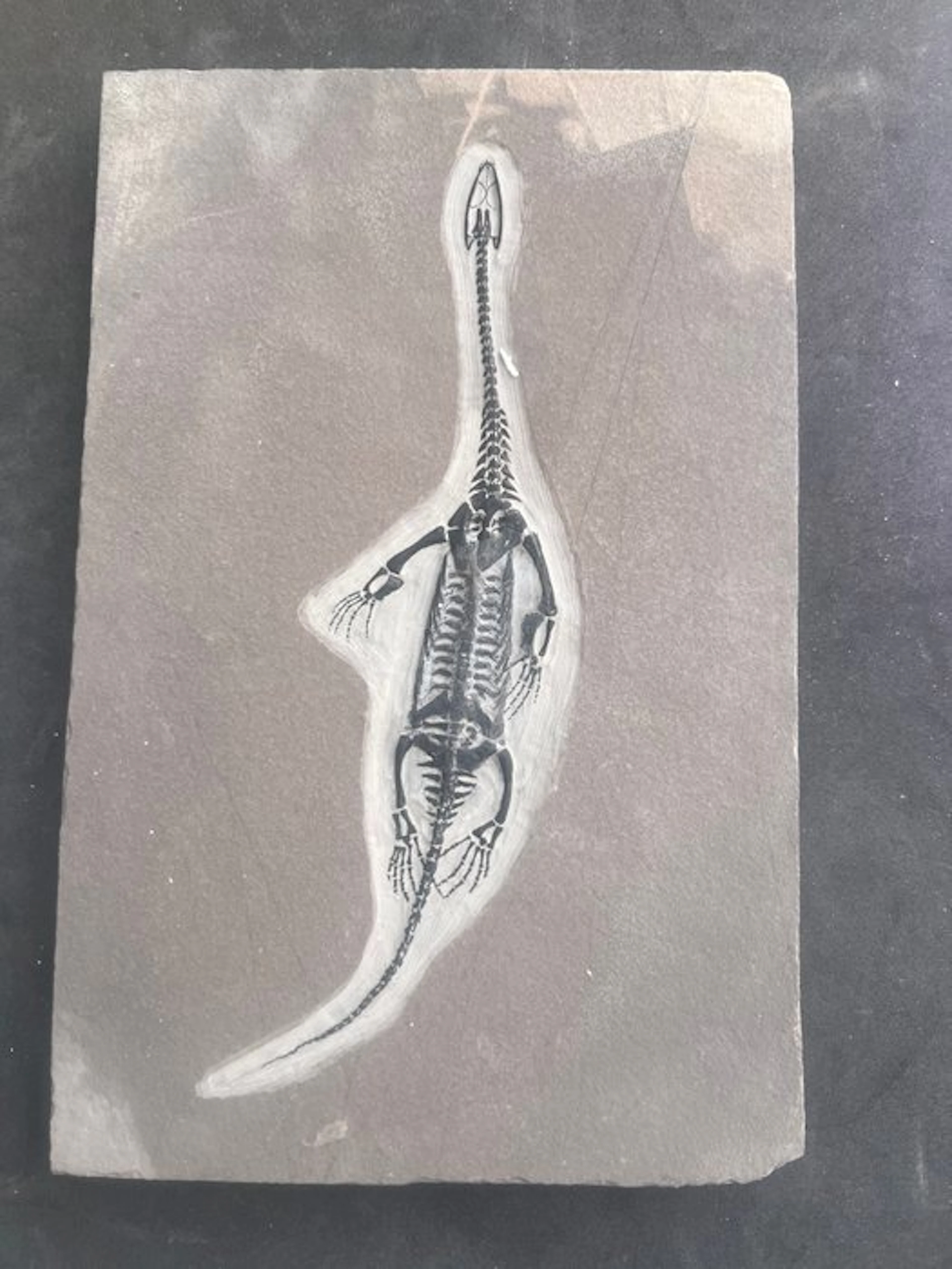 REPLY - Fossilised animal - Keichousaurus - 27 cm - 17.3 cm (No reserve price)