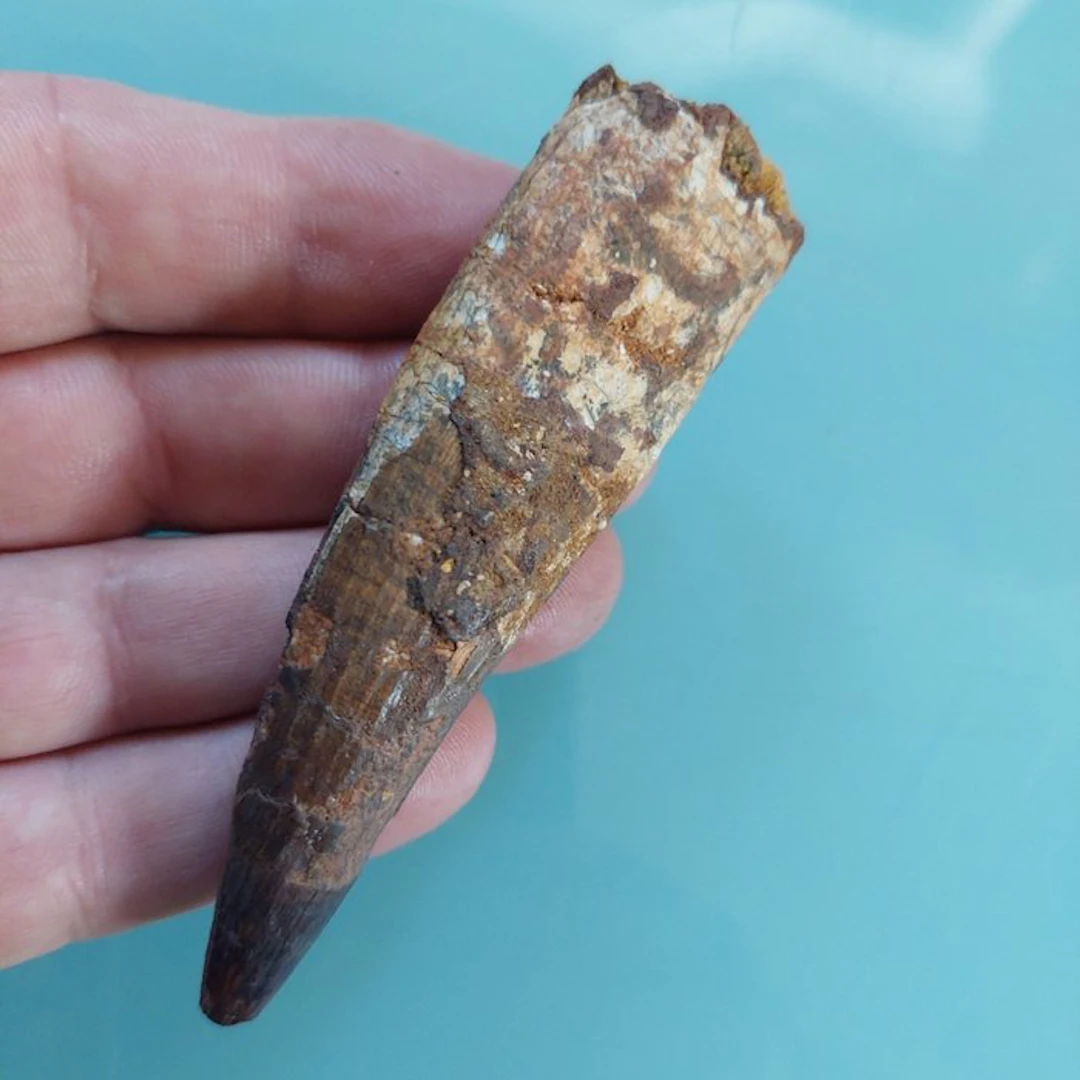 Spinosaur - Fossil tooth - 95 mm - 25 mm
