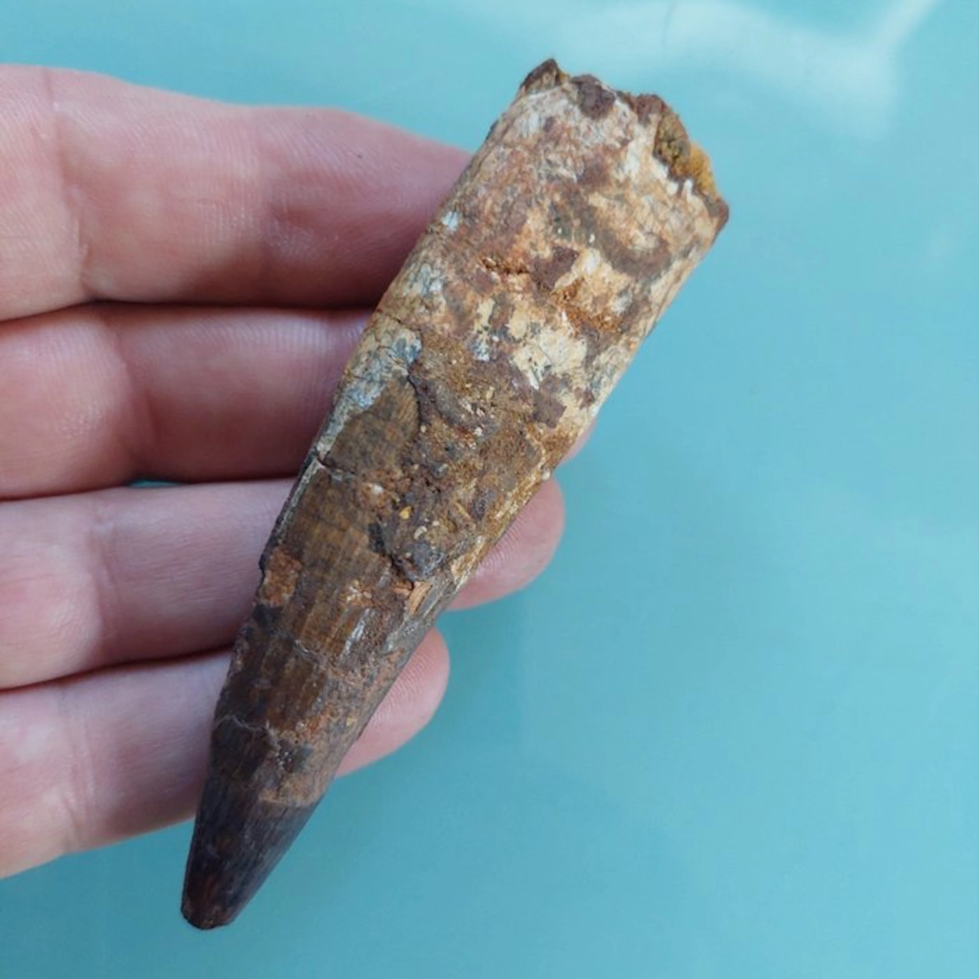 Spinosaur - Fossil tooth - 95 mm - 25 mm