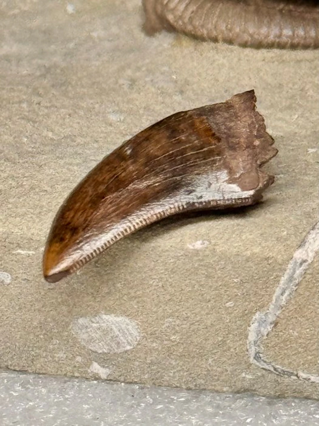 Tyrannosaurus fossil tooth (Nanotyrannus lancensis)