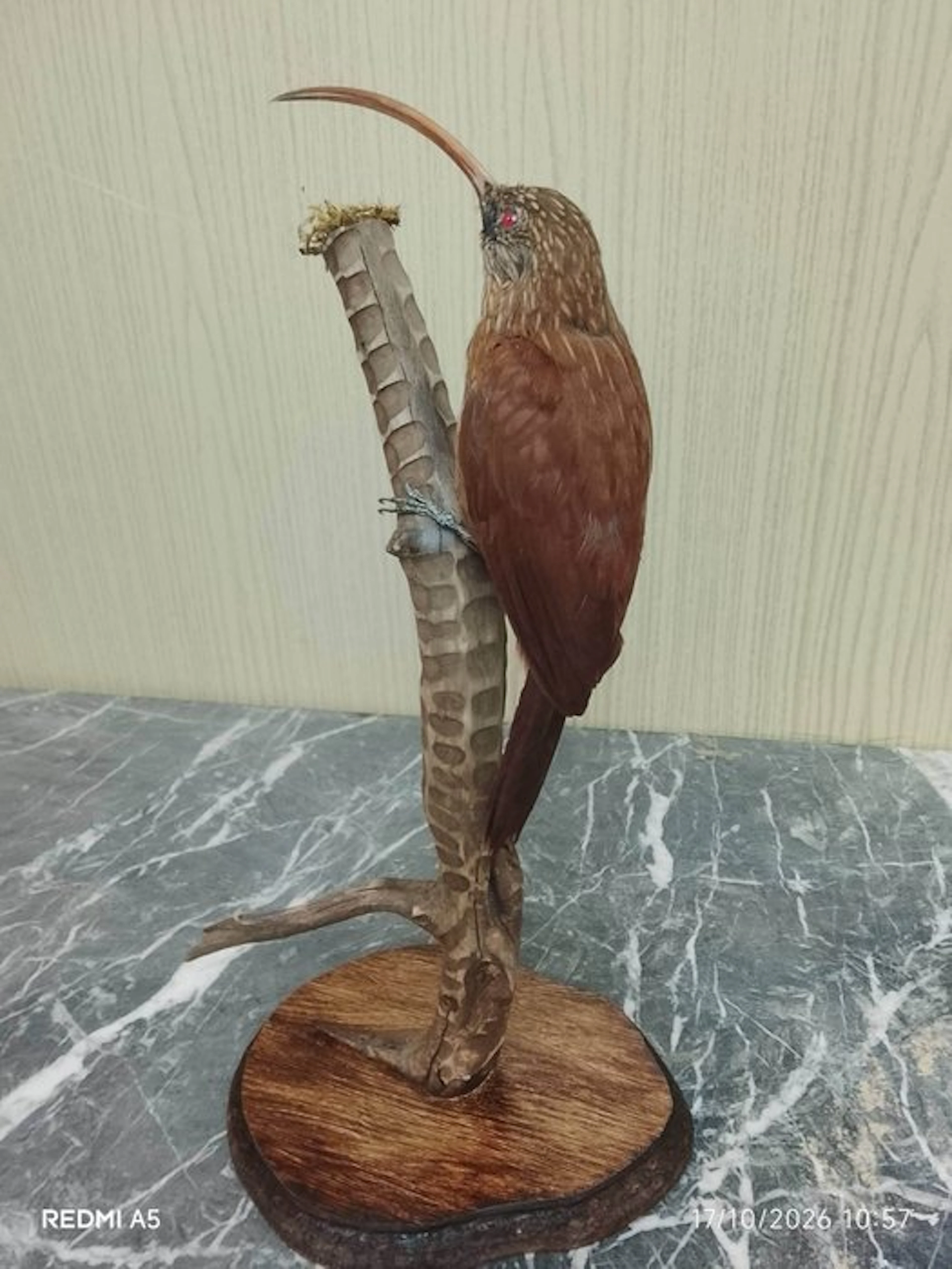 red-headed woodpecker Taxidermy full body mount...
