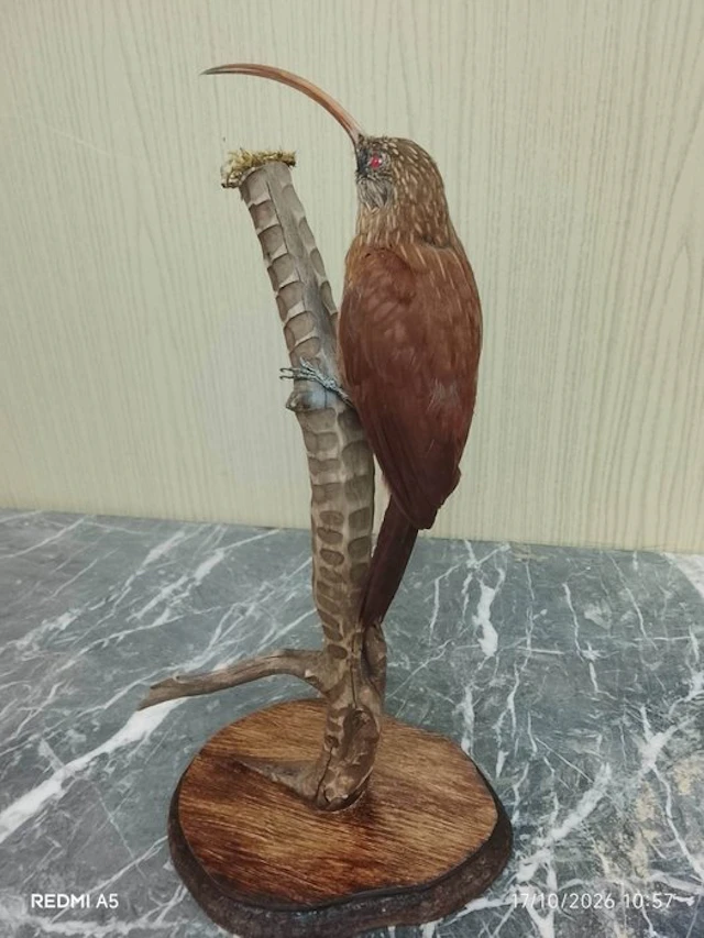 red-headed woodpecker Taxidermy full body mount...