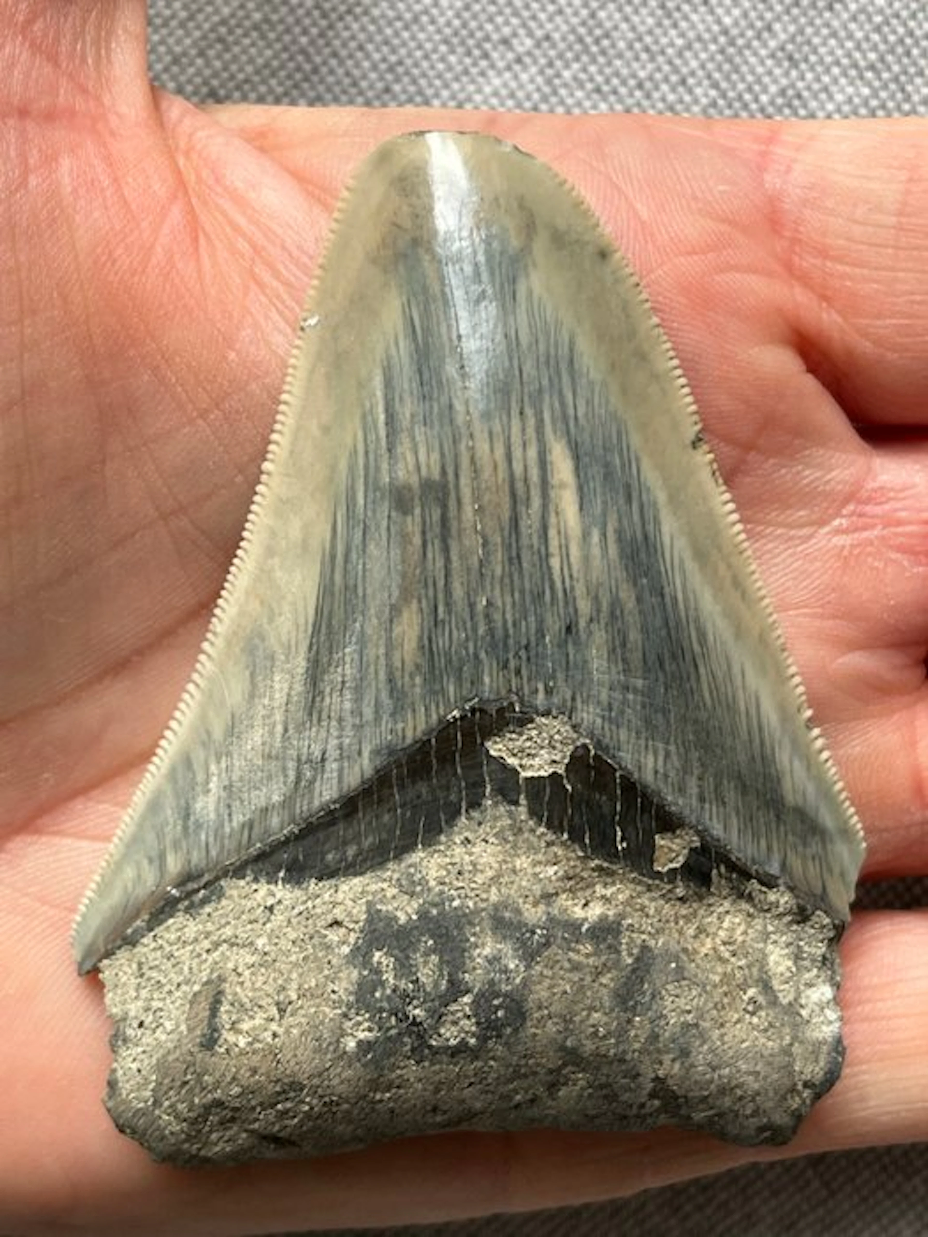 Megalodon tooth 7,8 cm - Fossil tooth - Carcharocles...