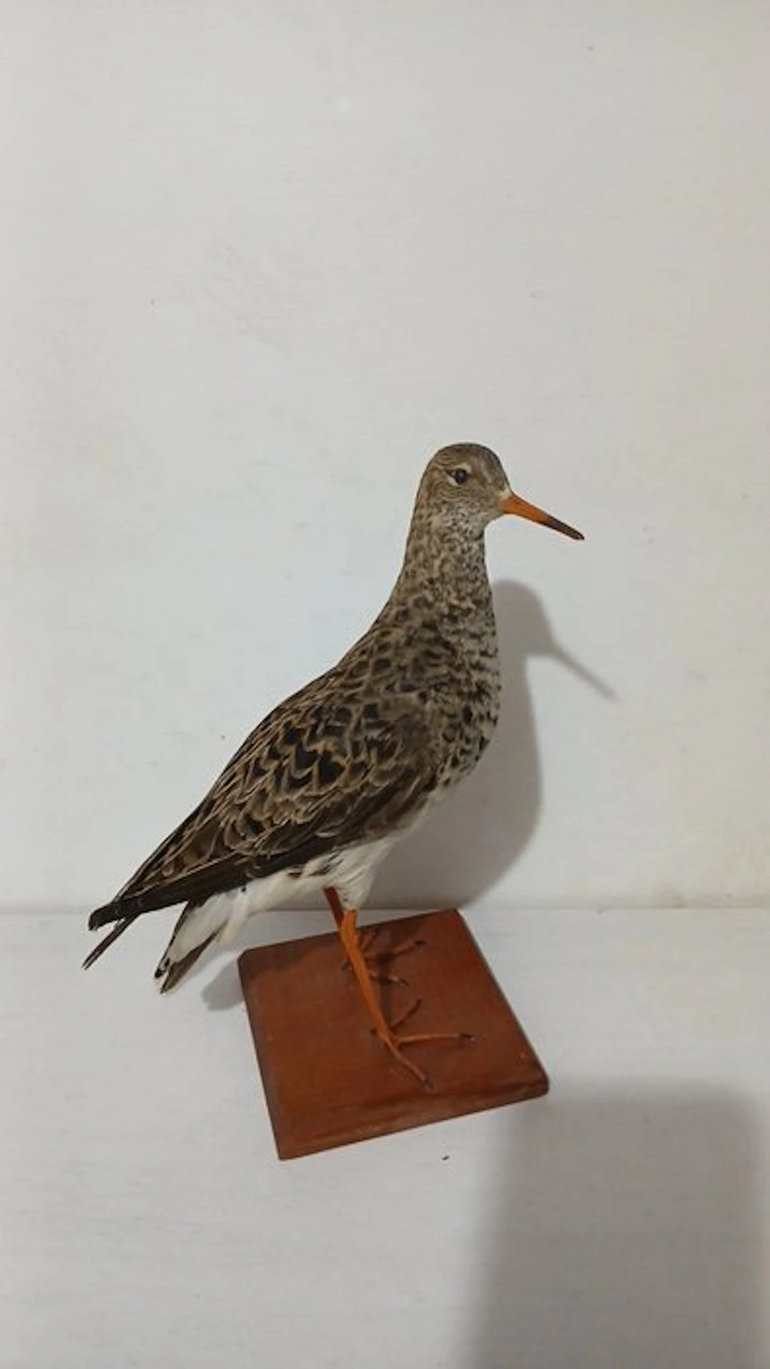 Female fighter Taxidermy full body mount - Calidris...