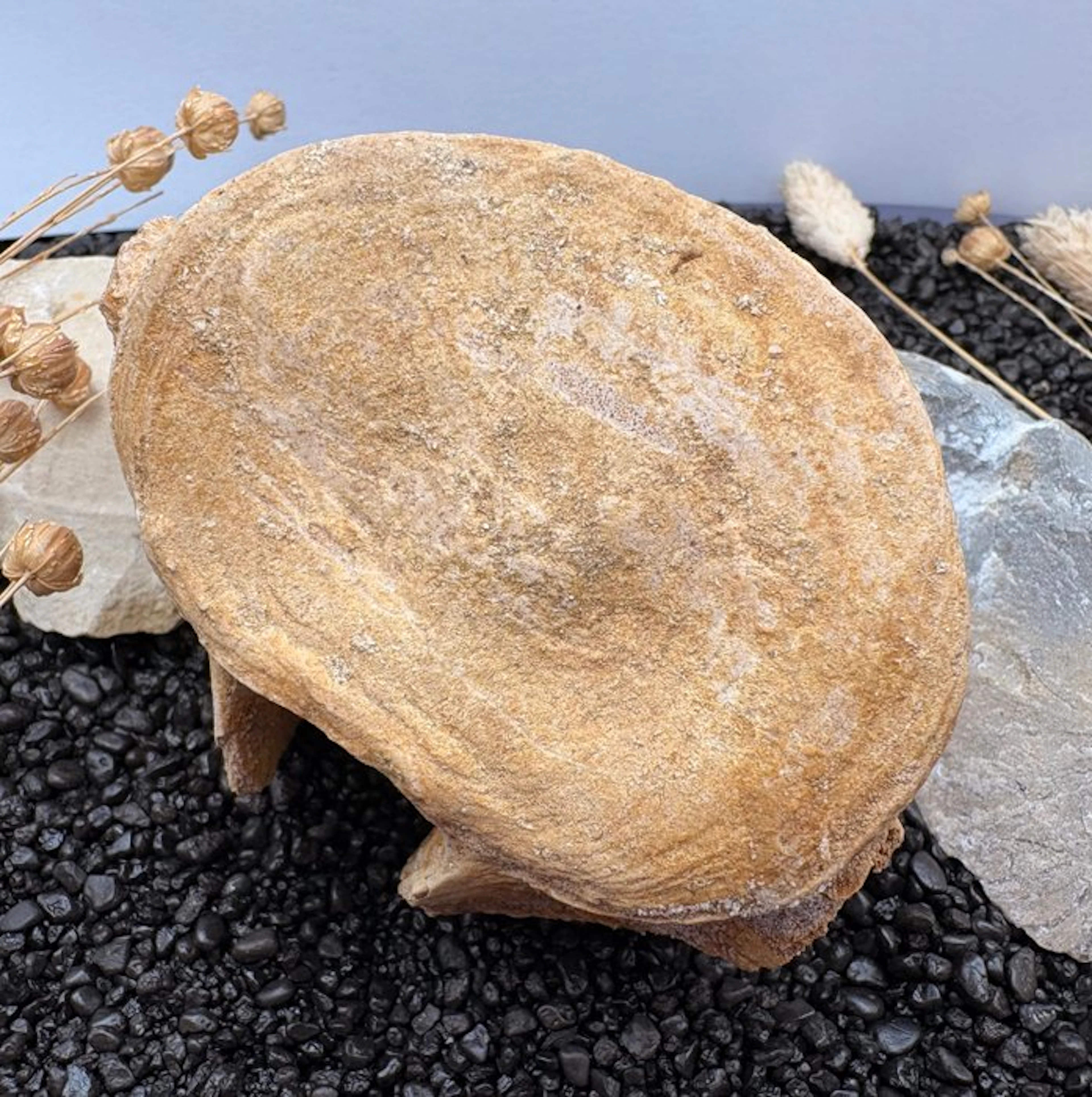 Plesiosaur - Fossil vertebra bone - Mit Echtheitszertifikat - 53 mm - 85 mm