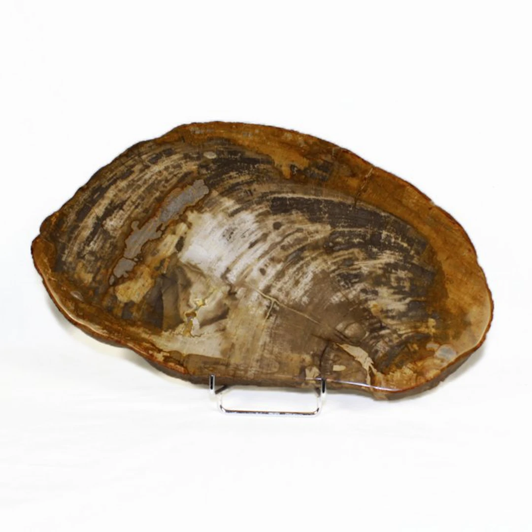 Petrified wood - Fossilised wood - Dipterocarpus - 36 cm...