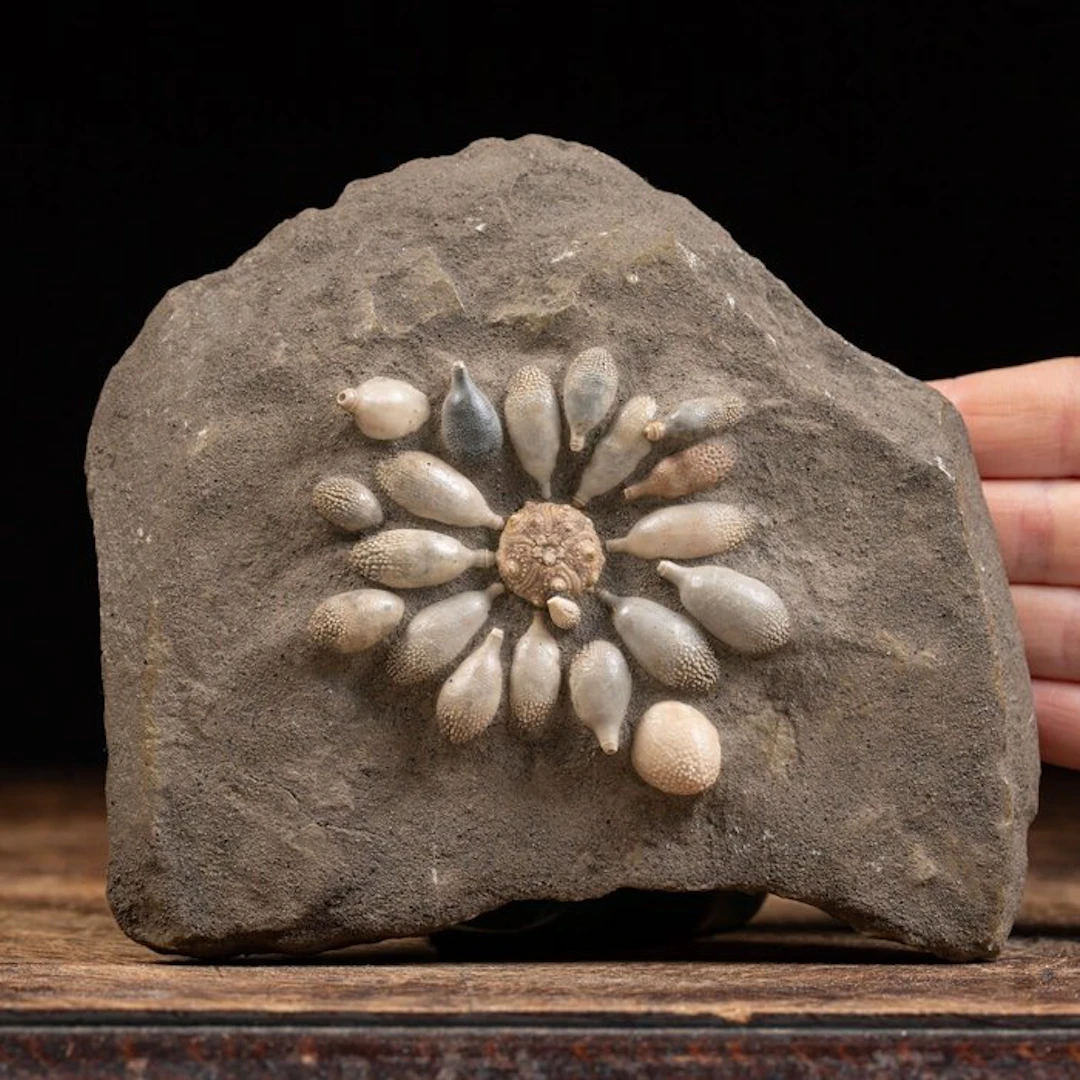Fossil Echinoid on Original Matrix - Pseudocidaris...