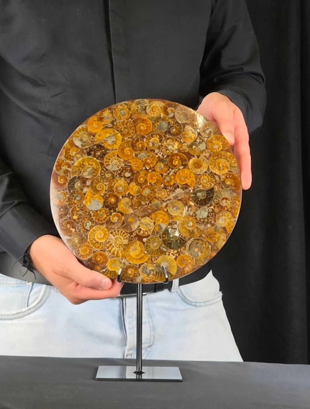 Ammonite - Fossilised animal - Aioloceras (Cleoniceras) sp