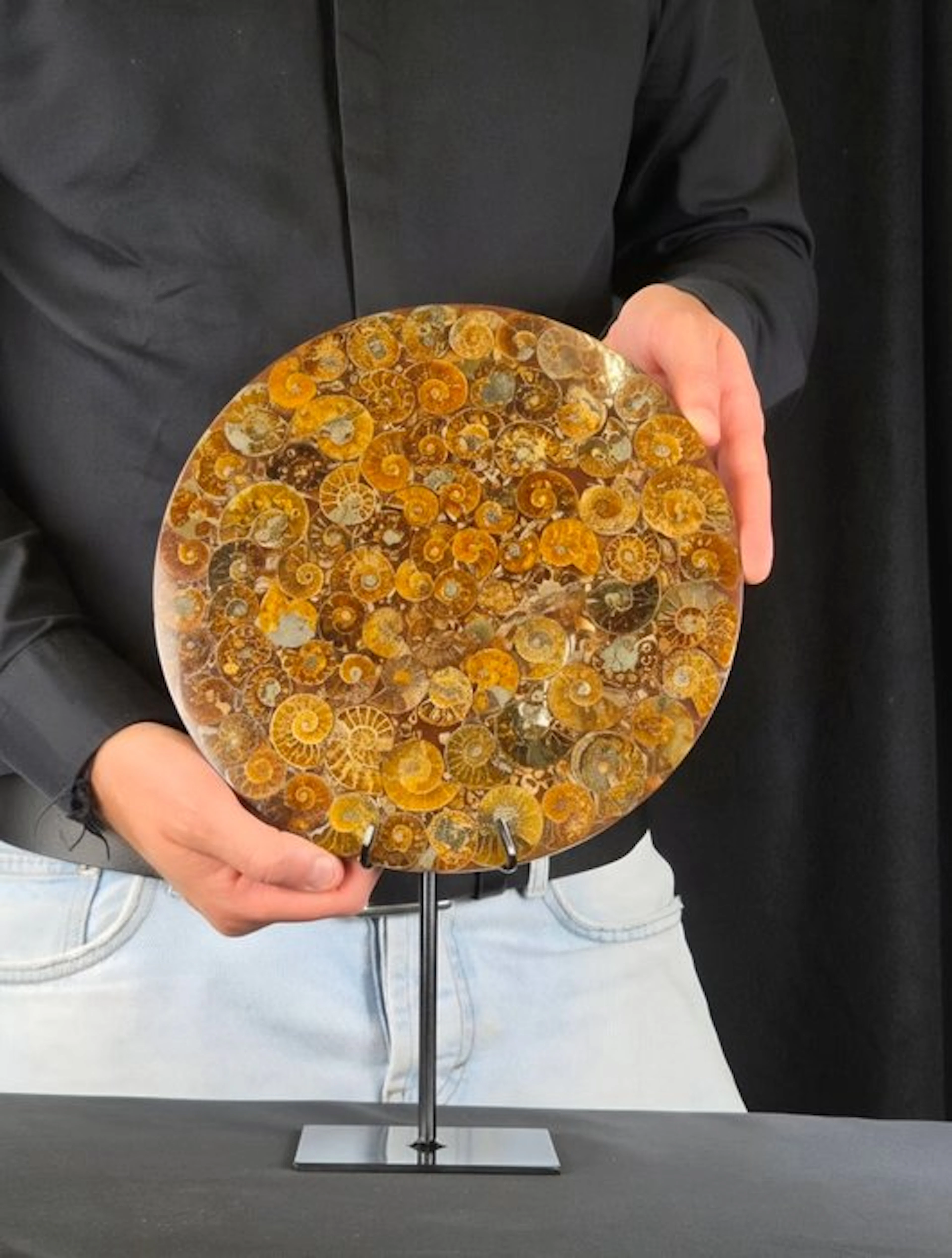 Ammonite - Fossilised animal - Aioloceras (Cleoniceras) sp
