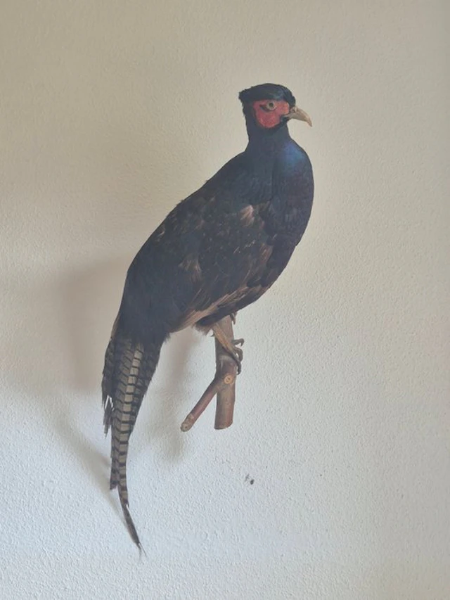 Dark Pheasant Taxidermy wall mount - Phasianus colchicus var