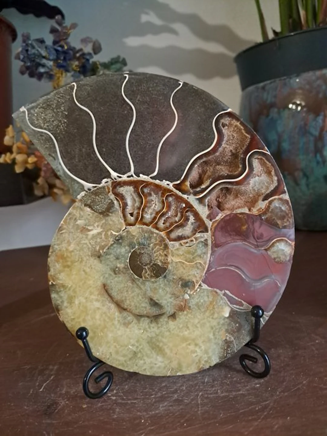 Ammonite - Fossilised animal - cleoniceras - 15.5 cm...