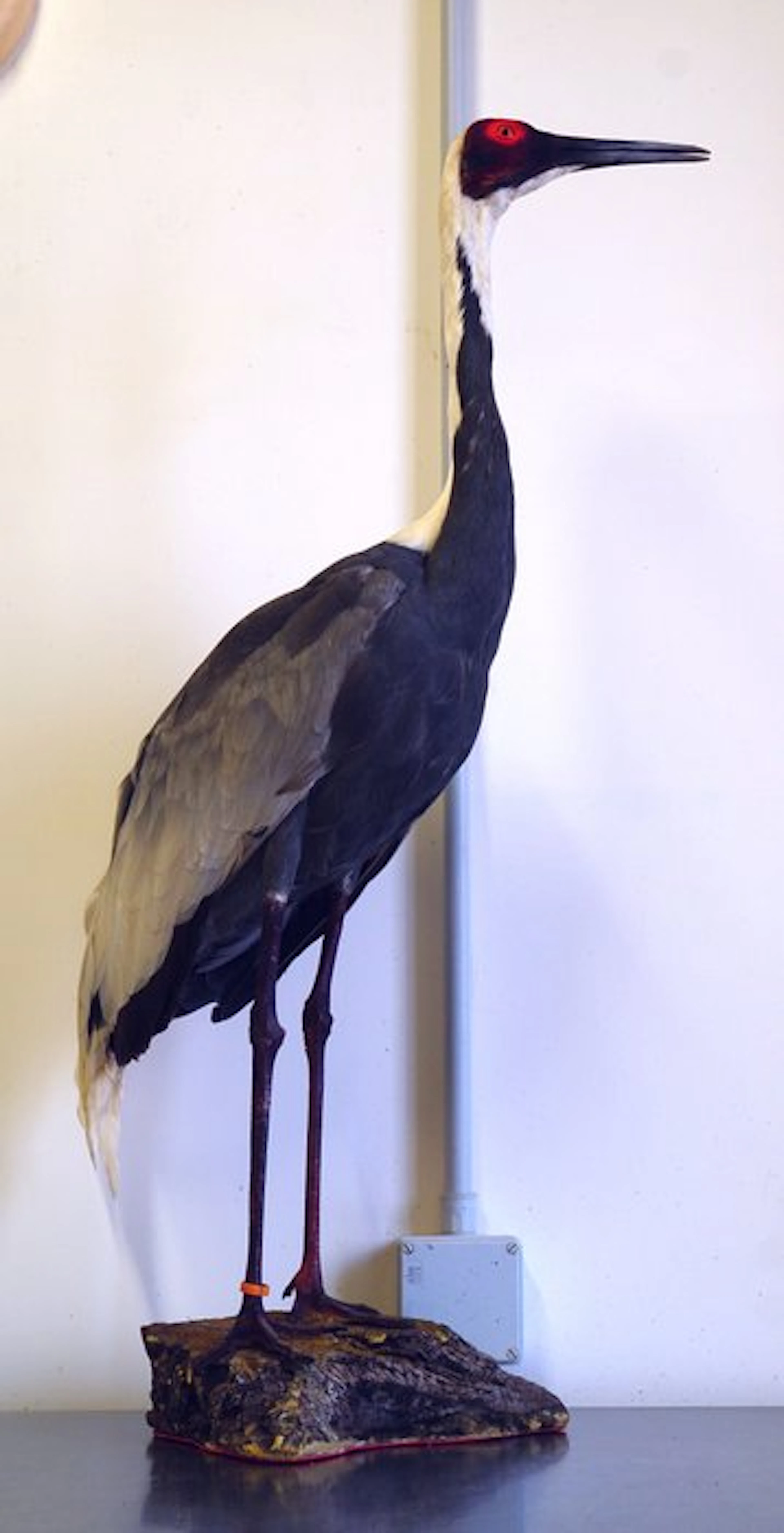 Gru Nucabianca Taxidermy full body mount - Grus vipio...