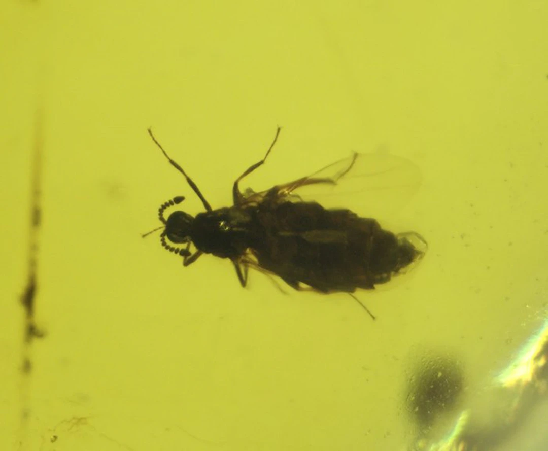 Burmese amber - Amber - Burmese Amber with Two Fossil...