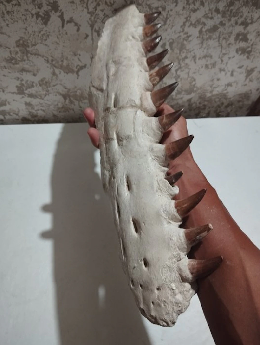 Mosasaur - Fossilised animal - 52 cm - 14 cm