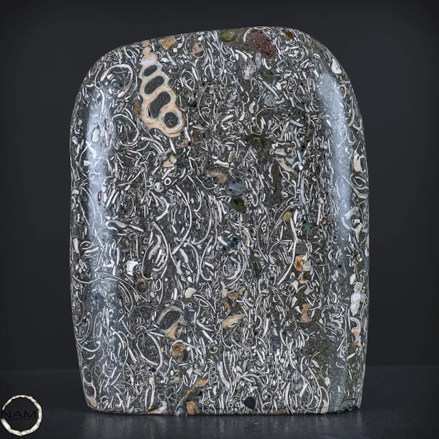 Natural freeform from Turritella agate / fossil snail...