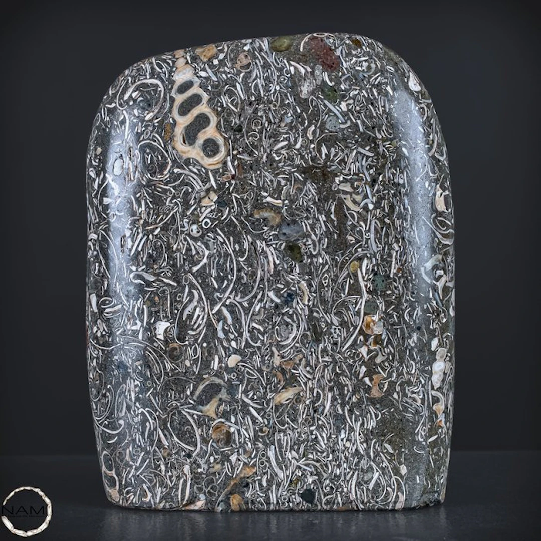 Natural freeform from Turritella agate / fossil snail...