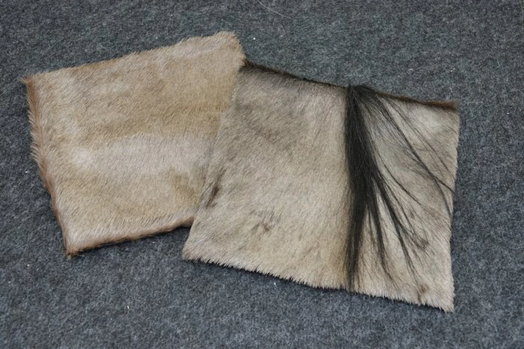 Wildebeest Cushion Study skin - Connochaetes - 30 cm - 30 cm - 1 cm - 2
