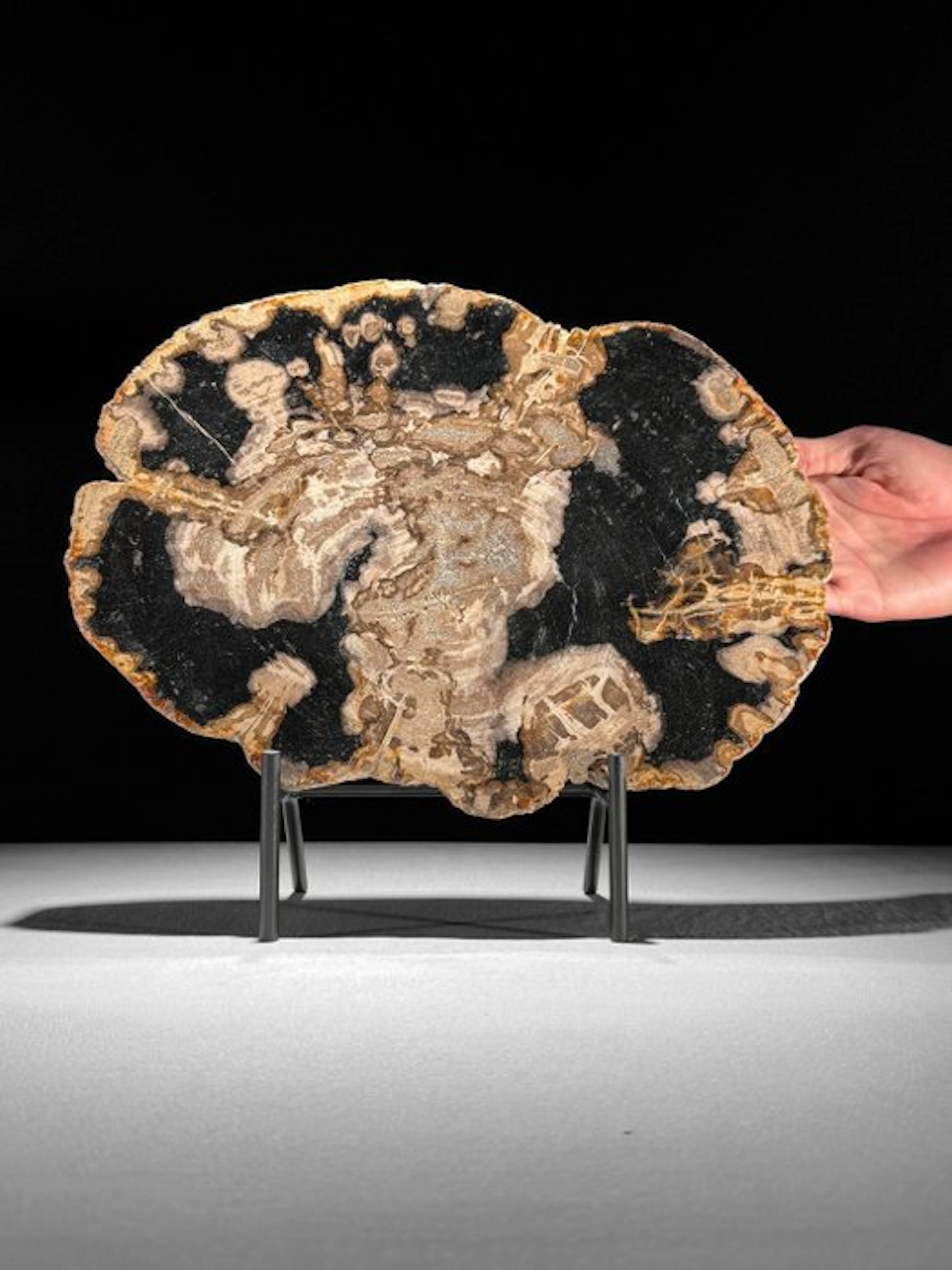 Beautiful Slice of Petrified Wood on a custom stand...