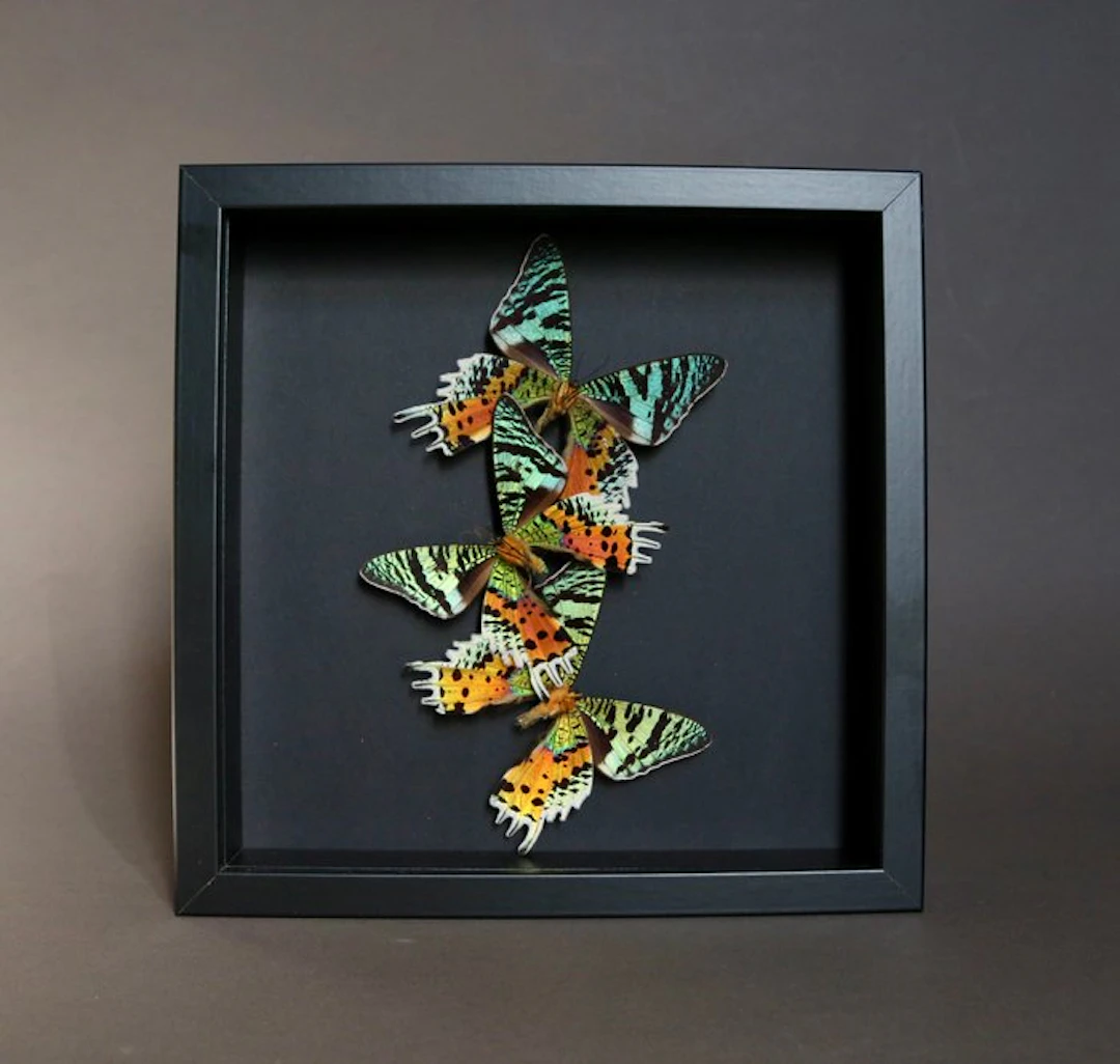 Butterfly Taxidermy full body mount - Urania ripheus - 23...