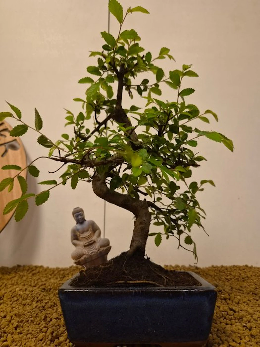 Zelkova - Height (Tree): 31 cm - Depth (Tree): 23 cm - Belgium