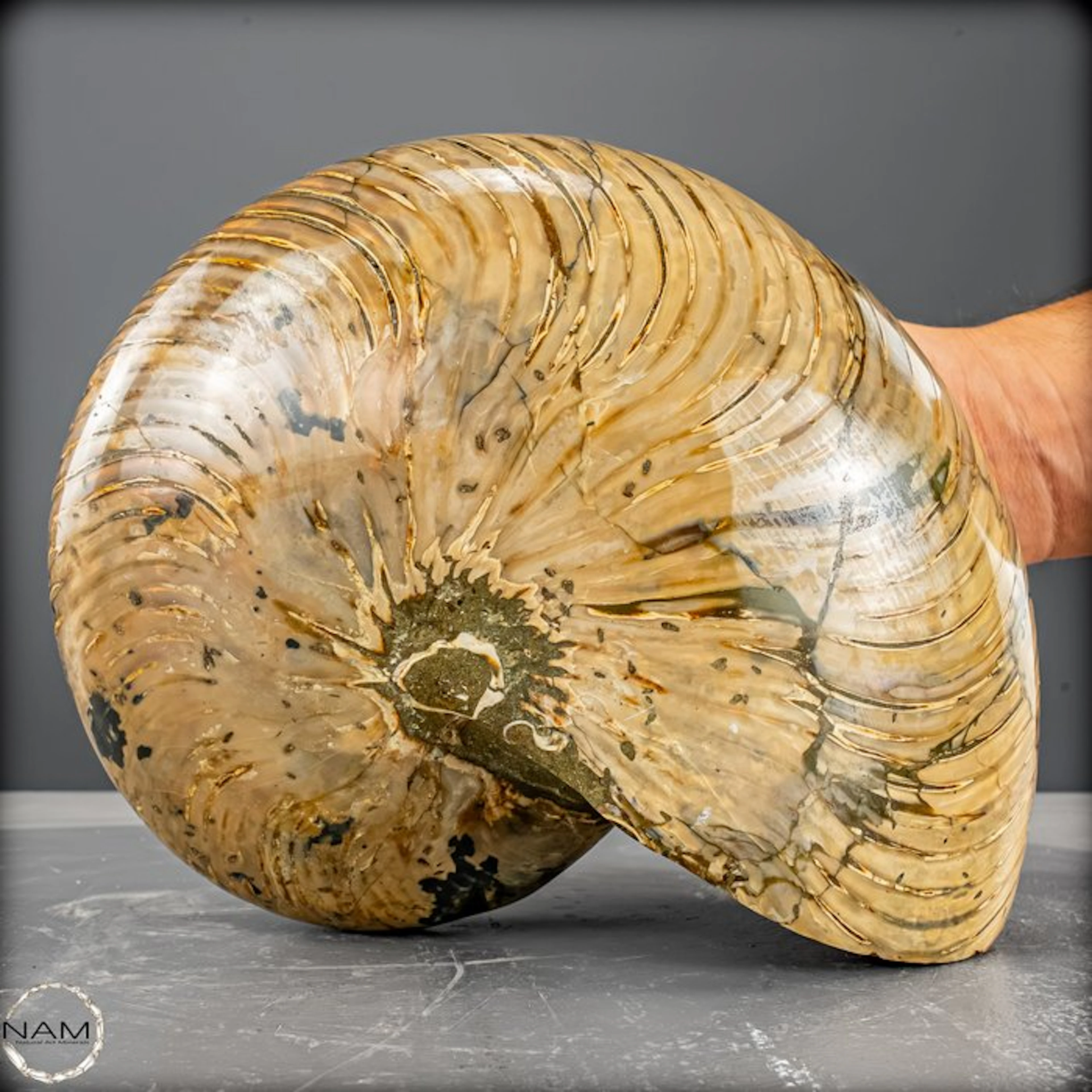 Natural Nautilus Fossil - Width: 12.5 cm- 4651.13 g