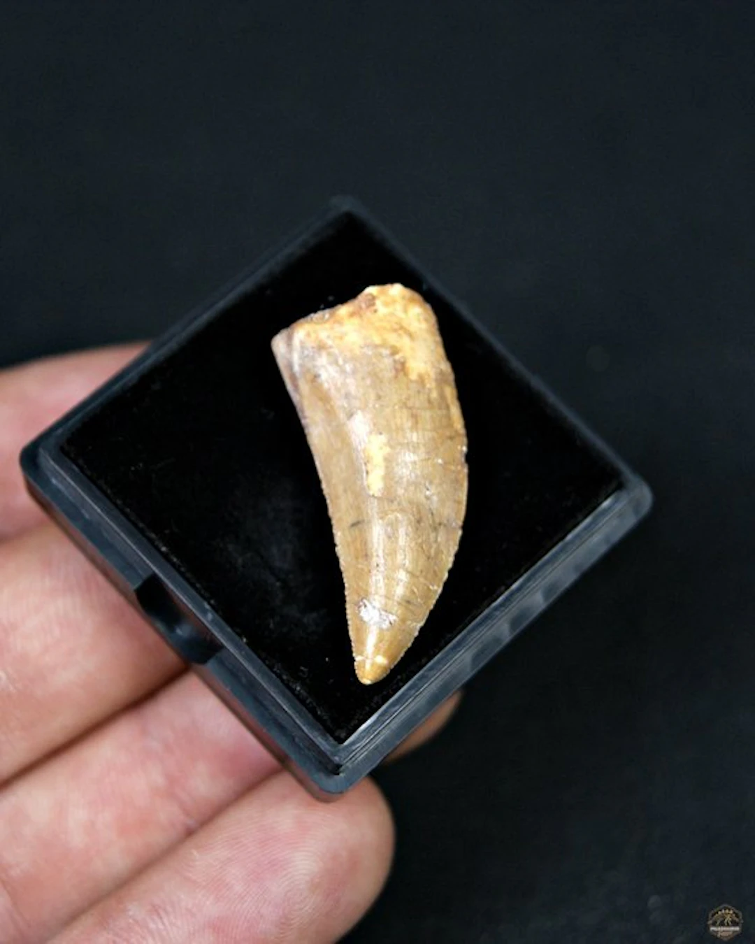 Dinosaur - Fossil tooth - Raptor Abelisaurio especial