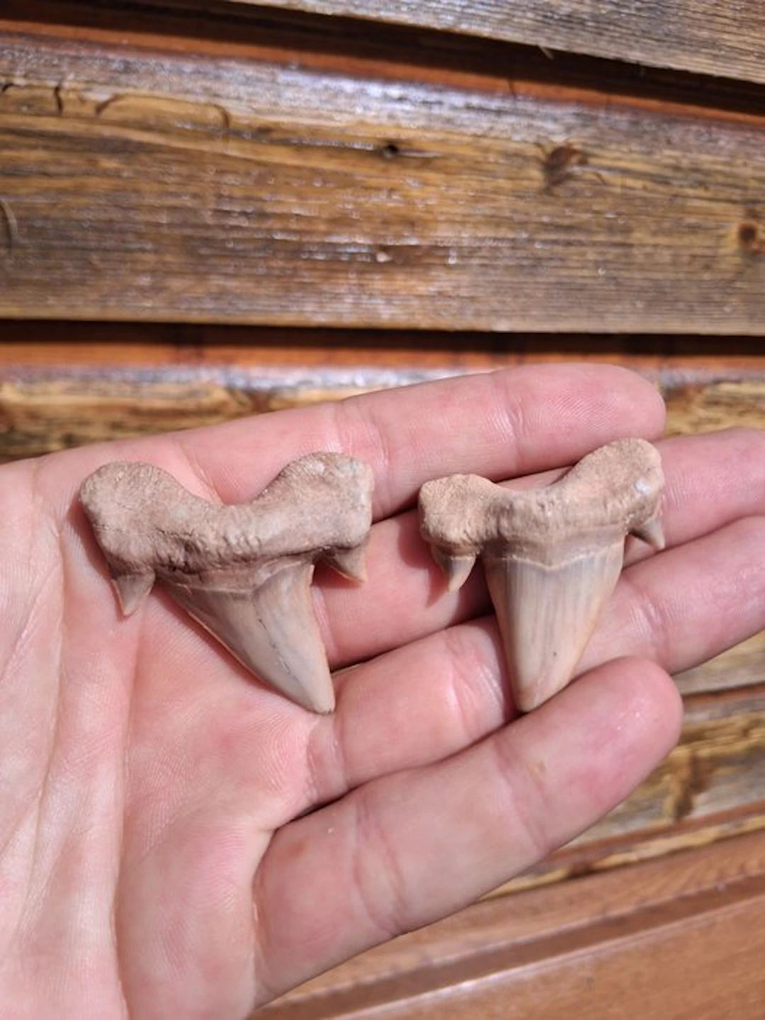 Shark - Fossil tooth - Otodus Obliquus (No reserve price)
