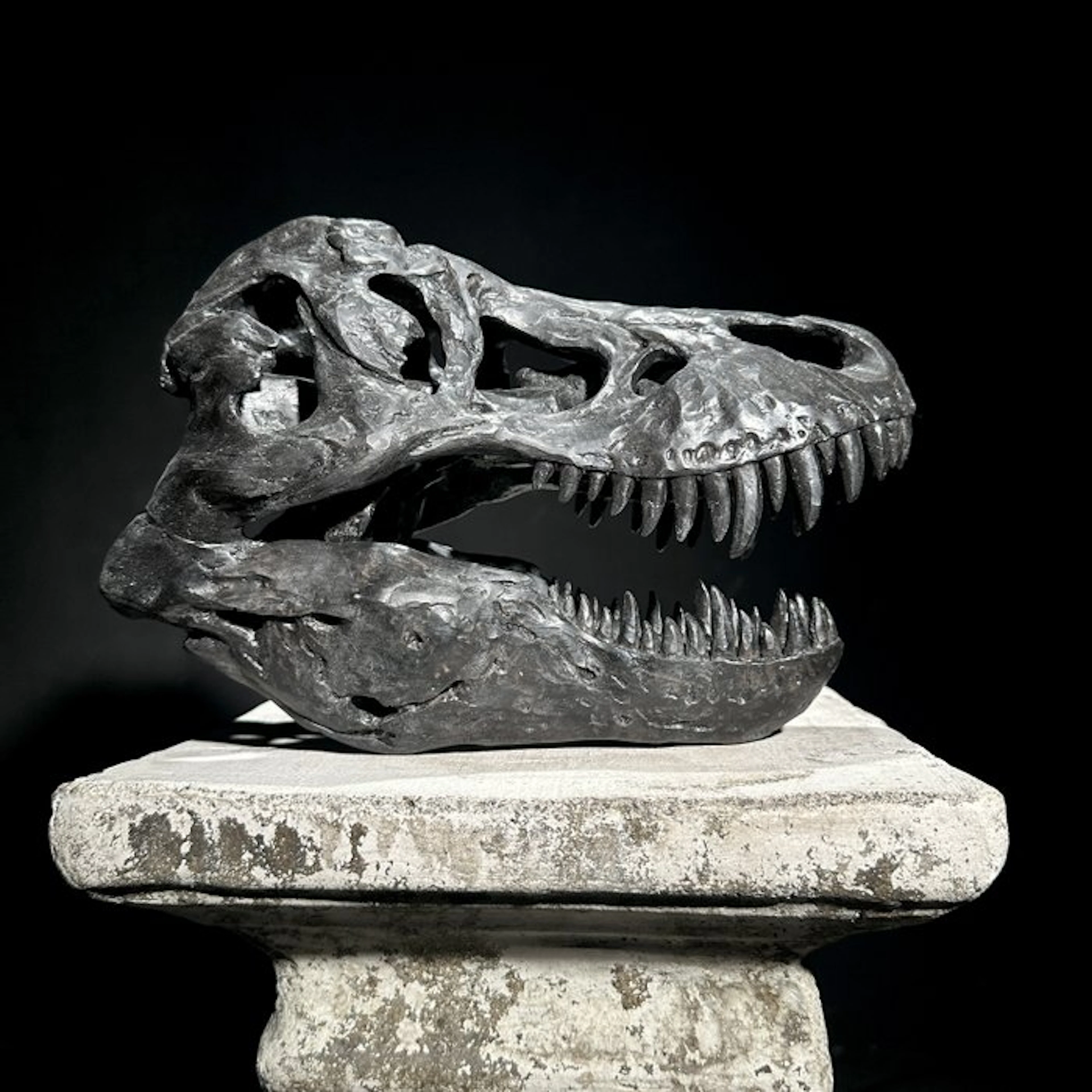 NO RESERVE PRICE - A Replica of Dinosaur Skull...