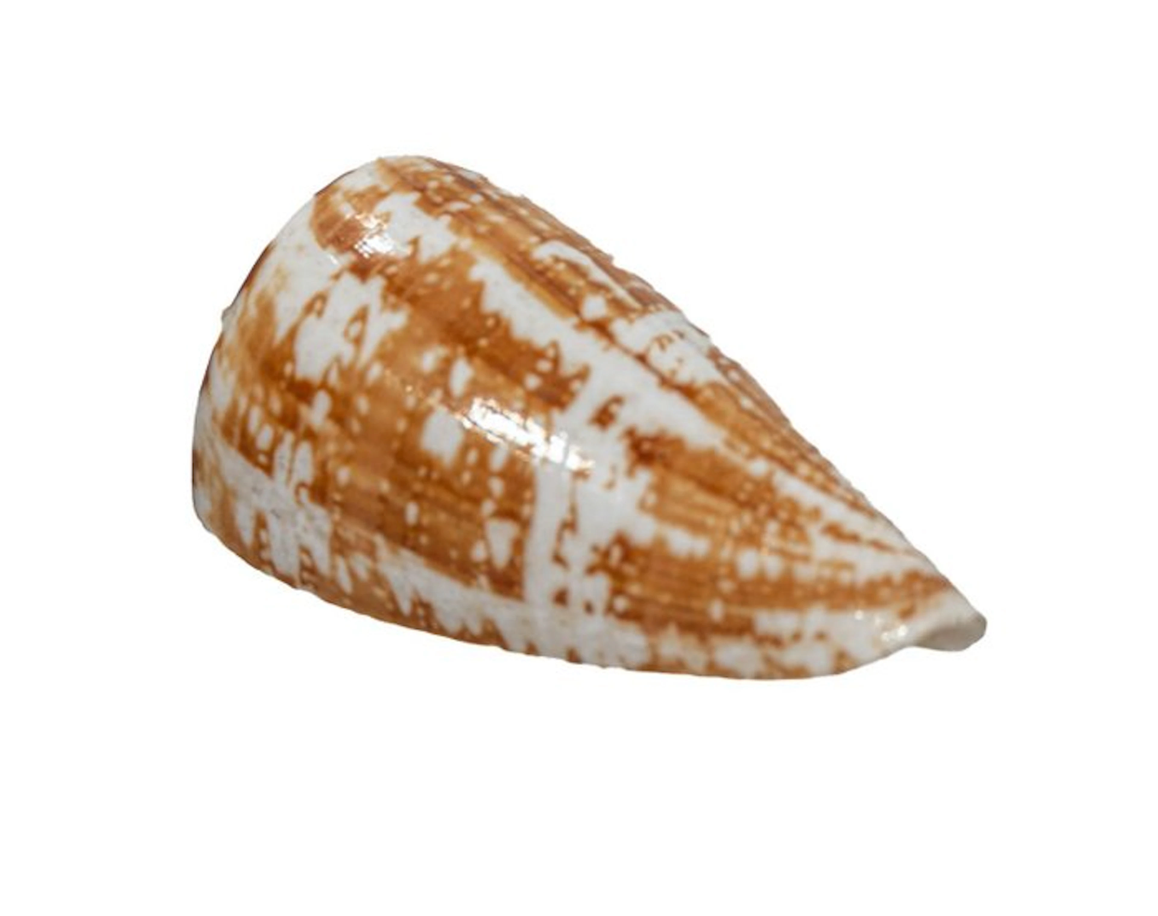 Sea snail┼ GEM ┼ Skeleton - Conus amadis - der Nachtjäger...