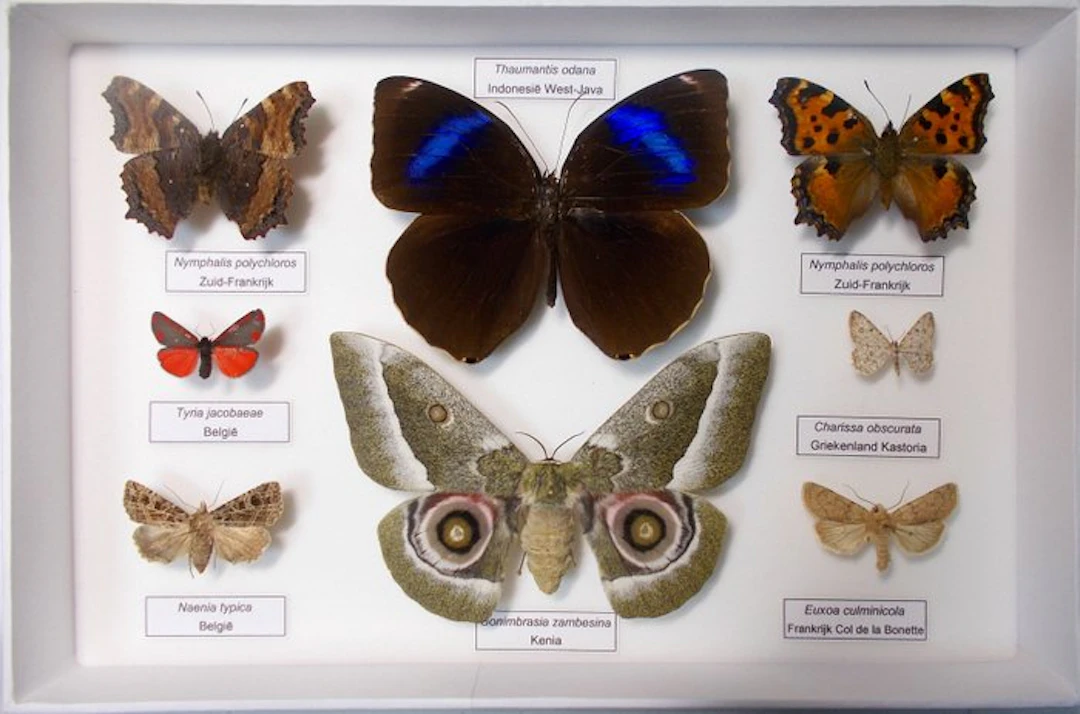 Butterfly Taxidermy full body mount - Gonimbrasia zambesina (Walker