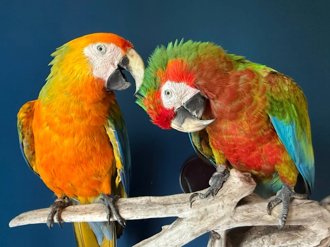 Macaw Taxidermy full body mount - Onbekend - 75 cm - 60...